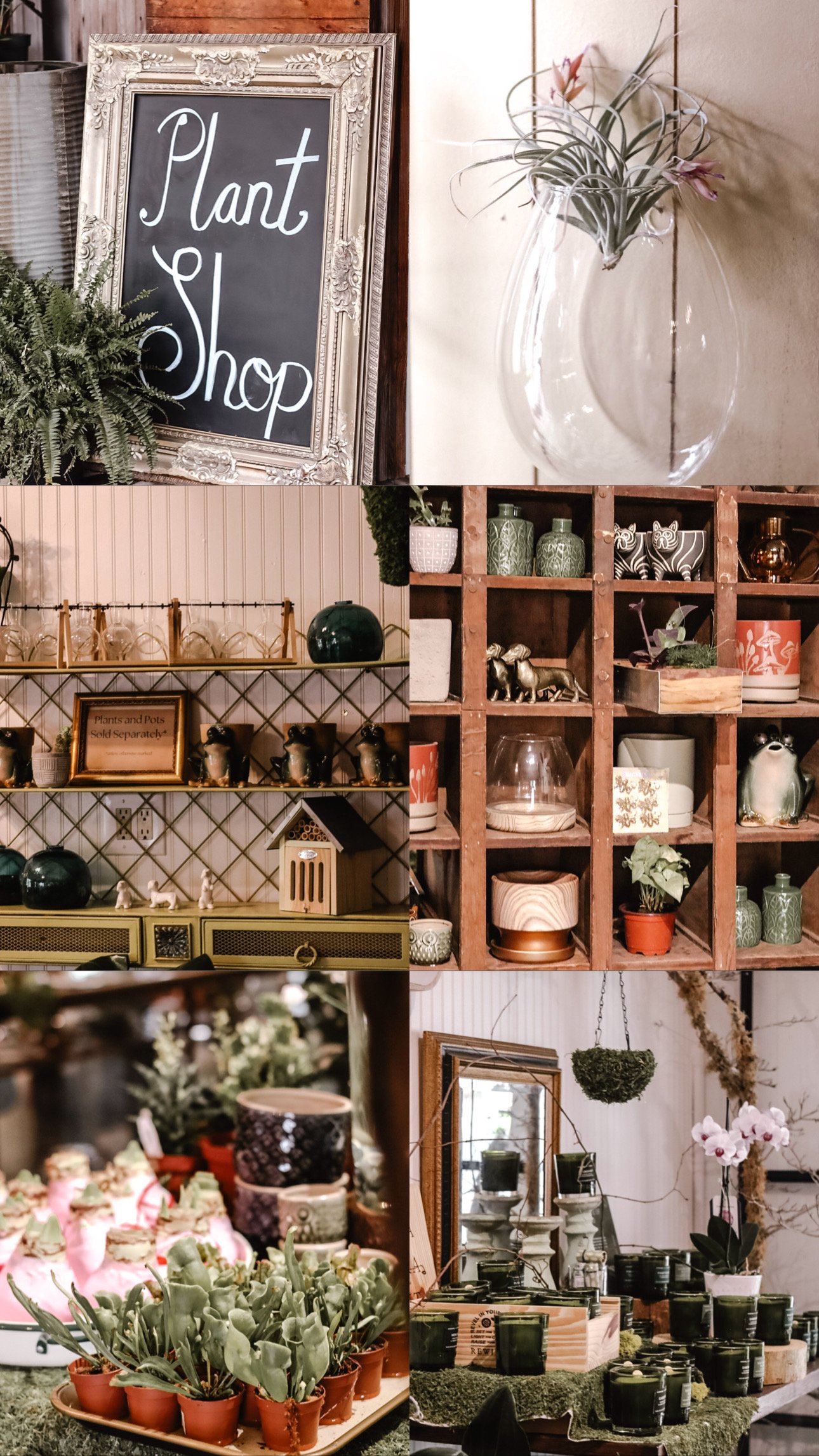 Display of various houseplants and decorative pottery arranged on shelves and tables in a boutique shop.