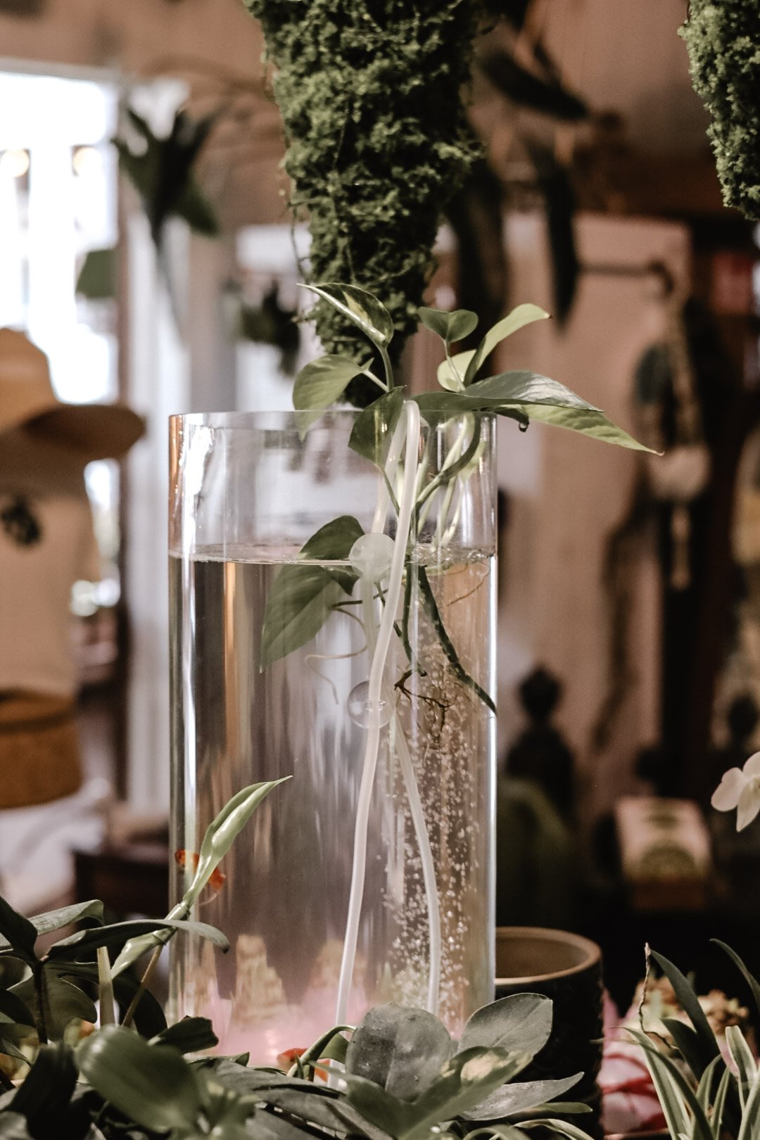 A clear glass vase with water, holding green plants and roots submerged, surrounded by green foliage in a room with warm lighting.