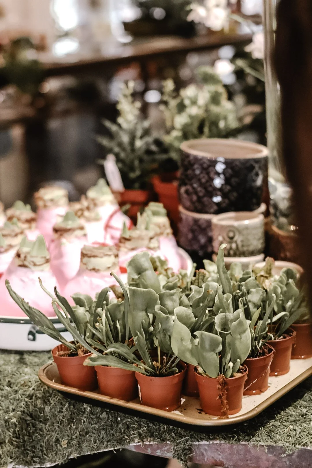 A display of potted succulents in small orange pots in the foreground, behind is a tray with pink desserts topped with cream and other pastries, with additional potted plants and bowls stacked in the background.