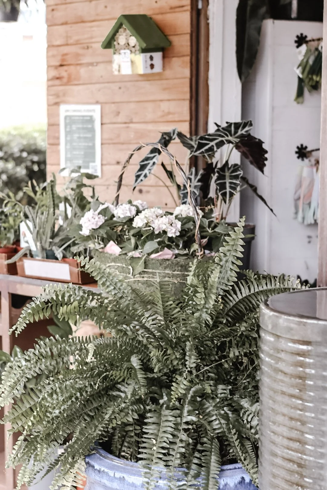 Indoor display of potted plants, including a fern and a flowering plant with variegated leaves, against a background of wooden walls and decorative items.