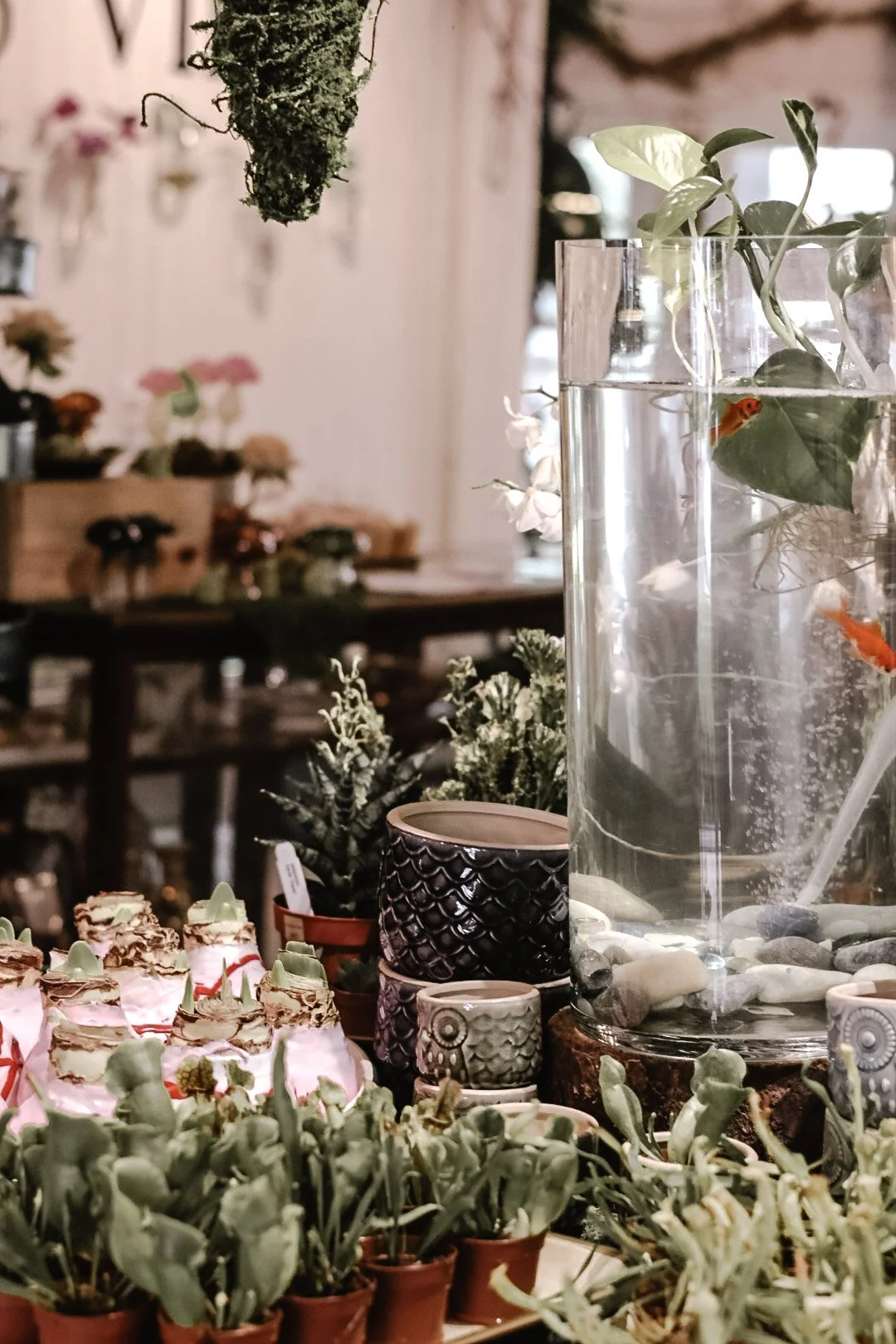 A display of small potted succulents arranged on a surface, with a large glass vase containing water, leafy plants, and small fish inside. In the background, blurred flowers and decorative items are visible.