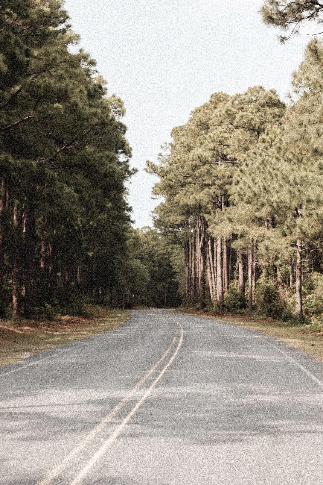 A two-lane road curves through a forest with tall pine trees on both sides, under a clear sky.