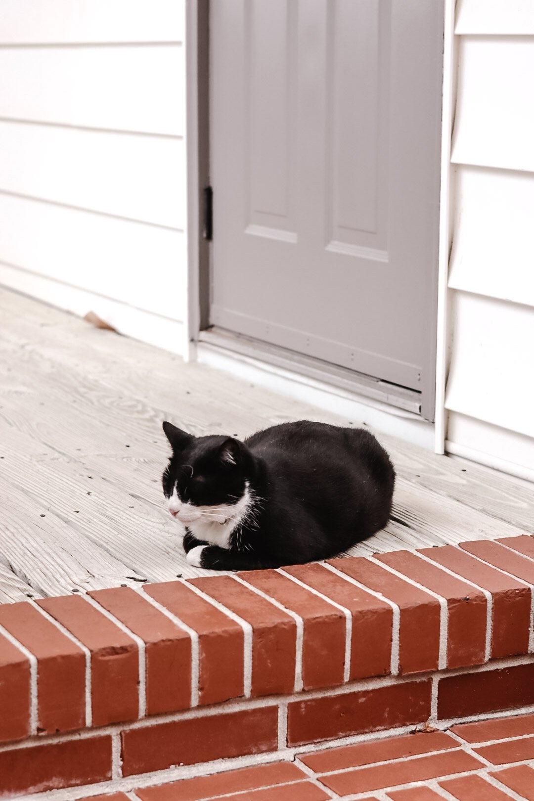 A black and white cat resting on a porch at the bottom of a brick step near a door.