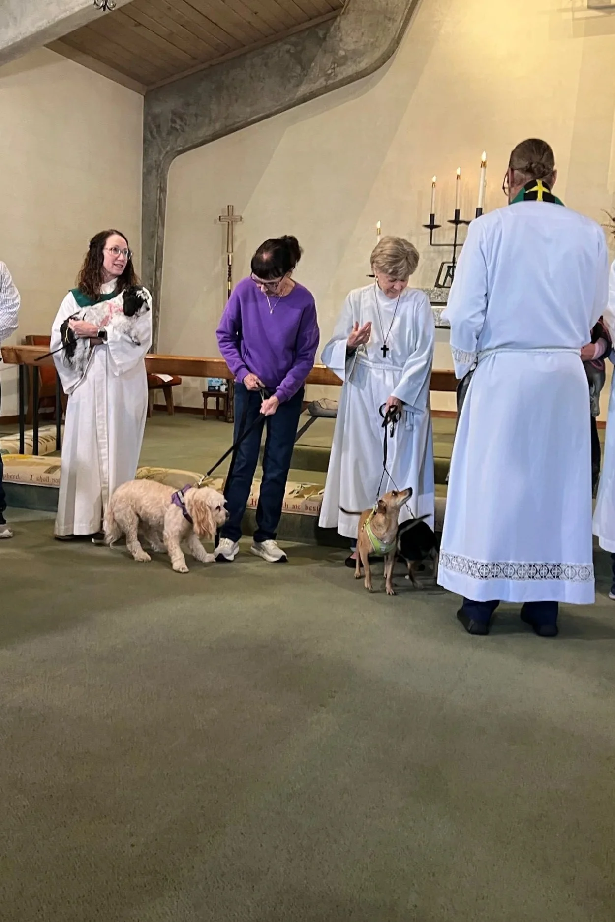 People at a church service with dogs that are being blessed.