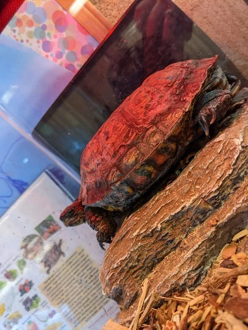 A turtle with a dark shell resting on a piece of wood inside a glass enclosure.