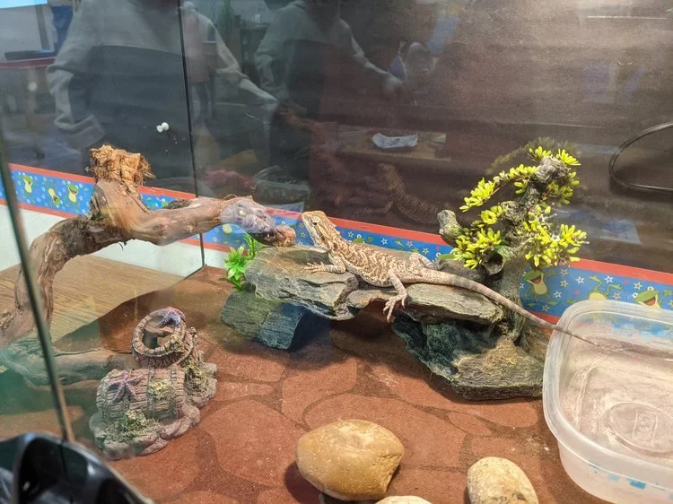 A terrarium with rocks, a small tree, and a bearded dragon lizard resting on a rock, with some decorative elements and reflection of people in the glass.