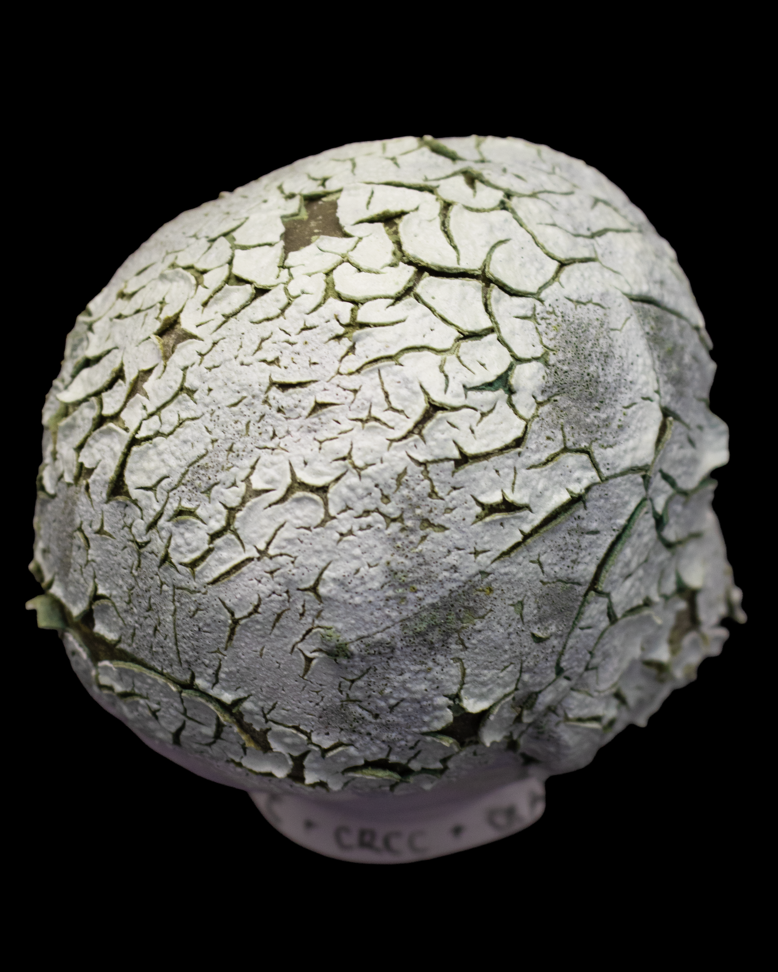 crawlbabydollceramicshead3e.png