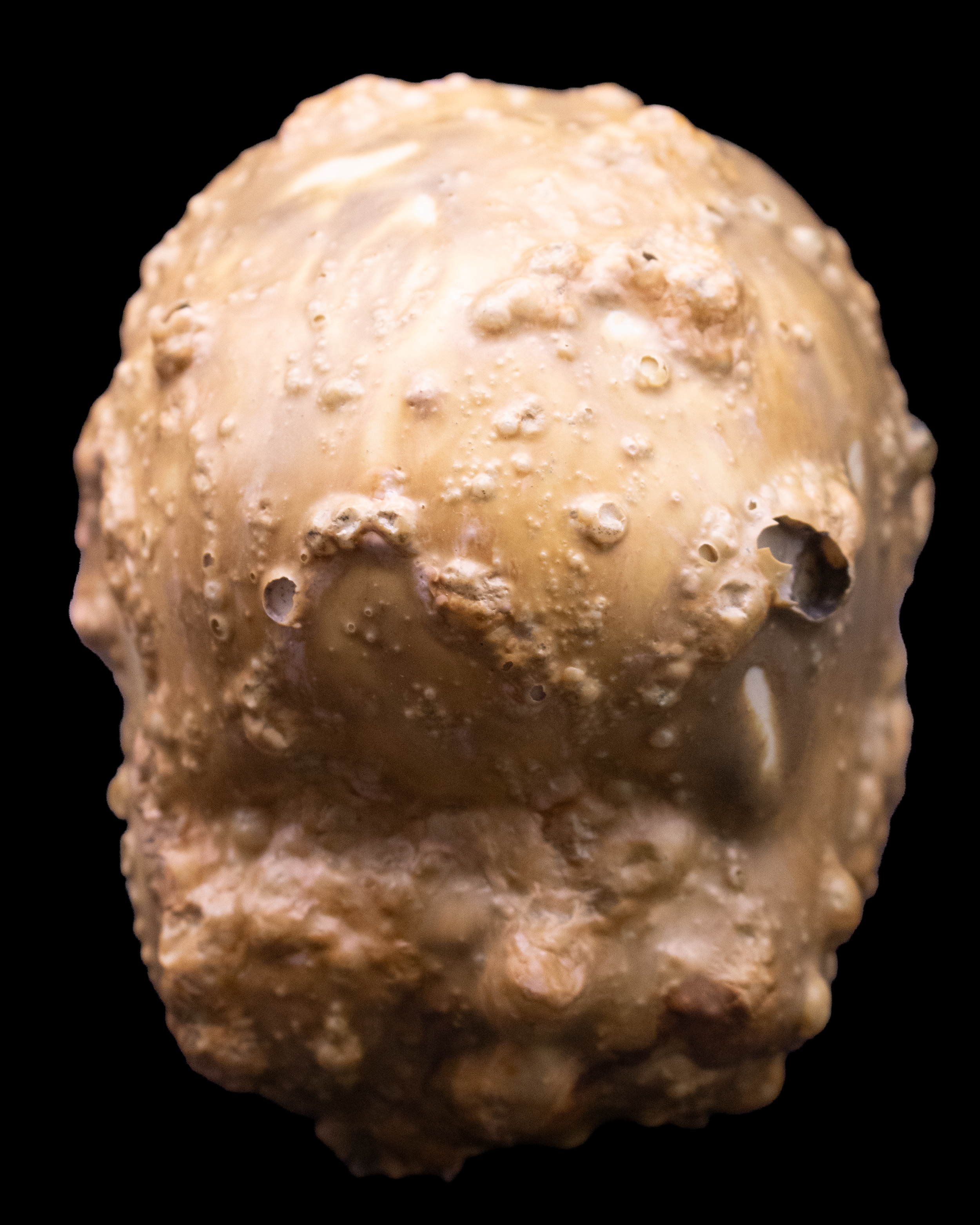 babydollceramicsseahead.png