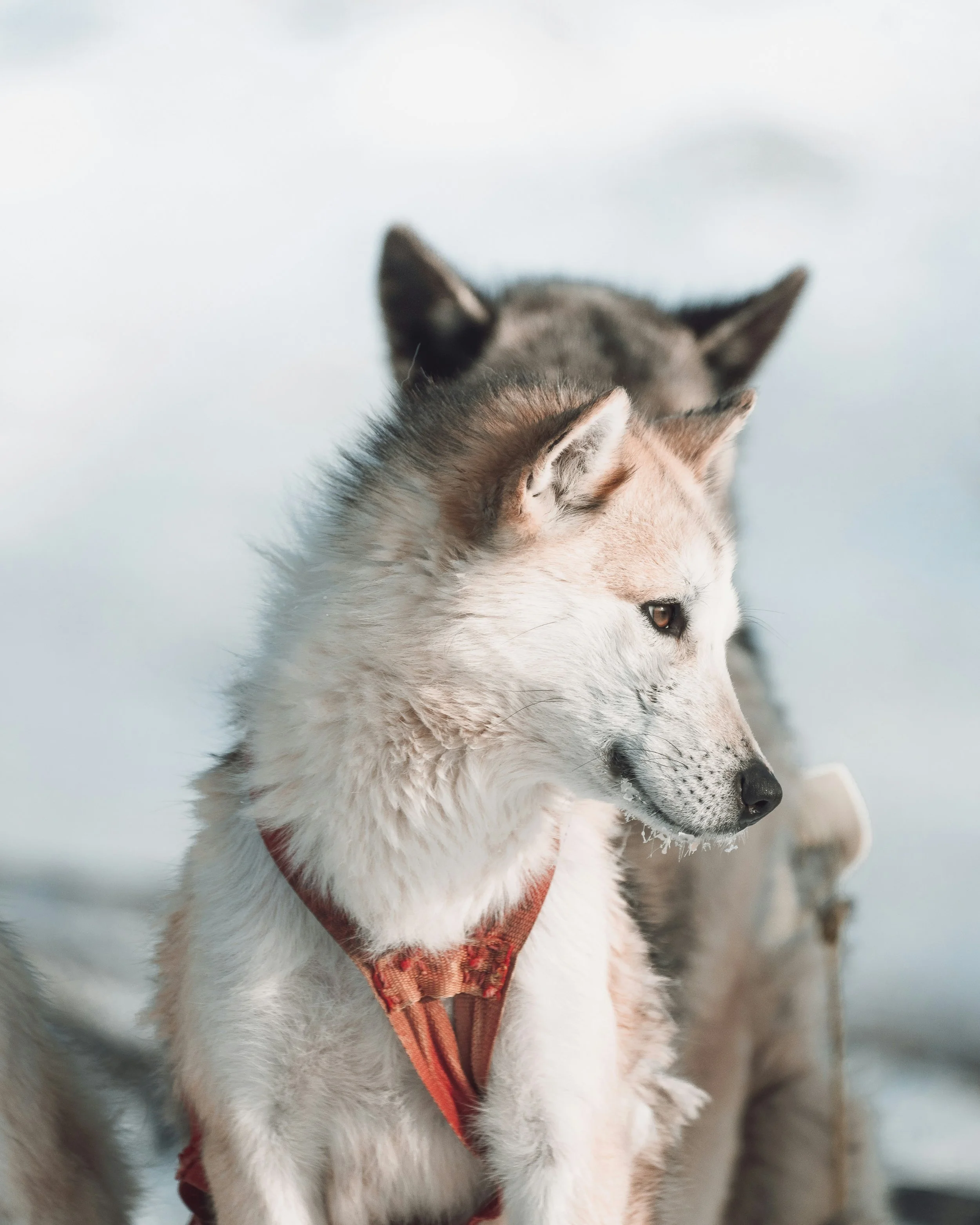 luke-stackpoole-pyNioz7_lBg-unsplash (1).jpg