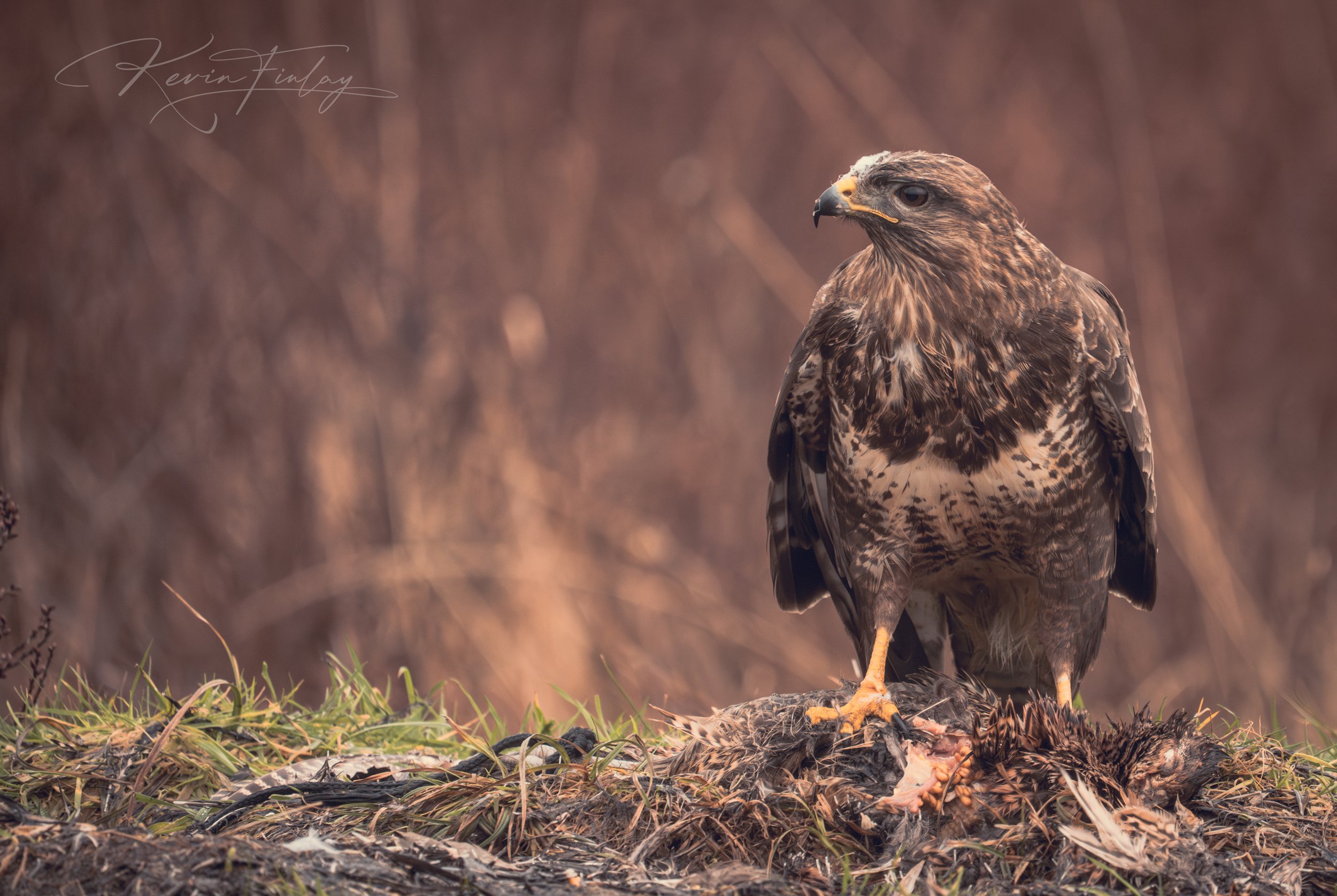Golden eagle standing on a carcass in a natural habitat.
