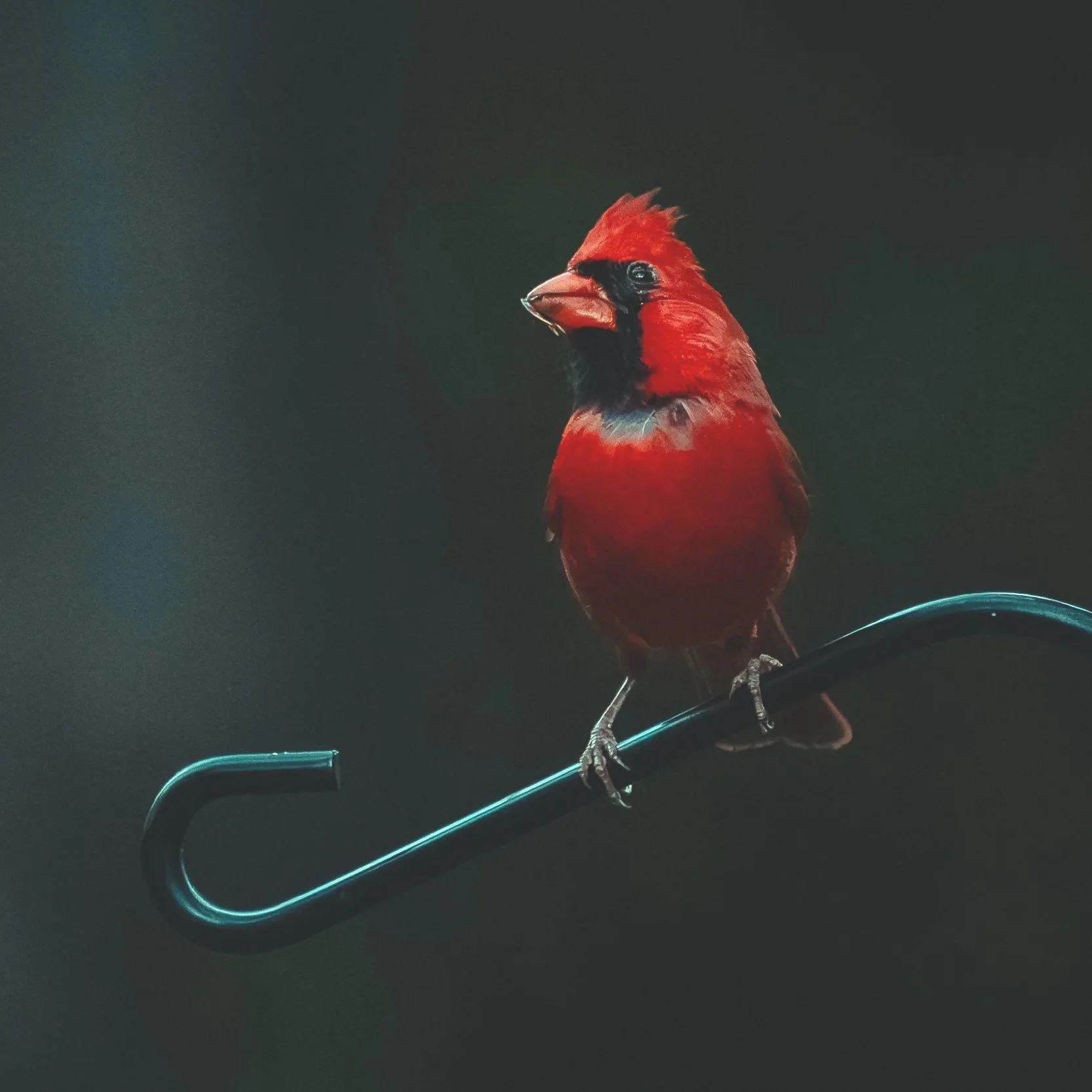 A red cardinal bird perched on a wire hanger against a dark background.