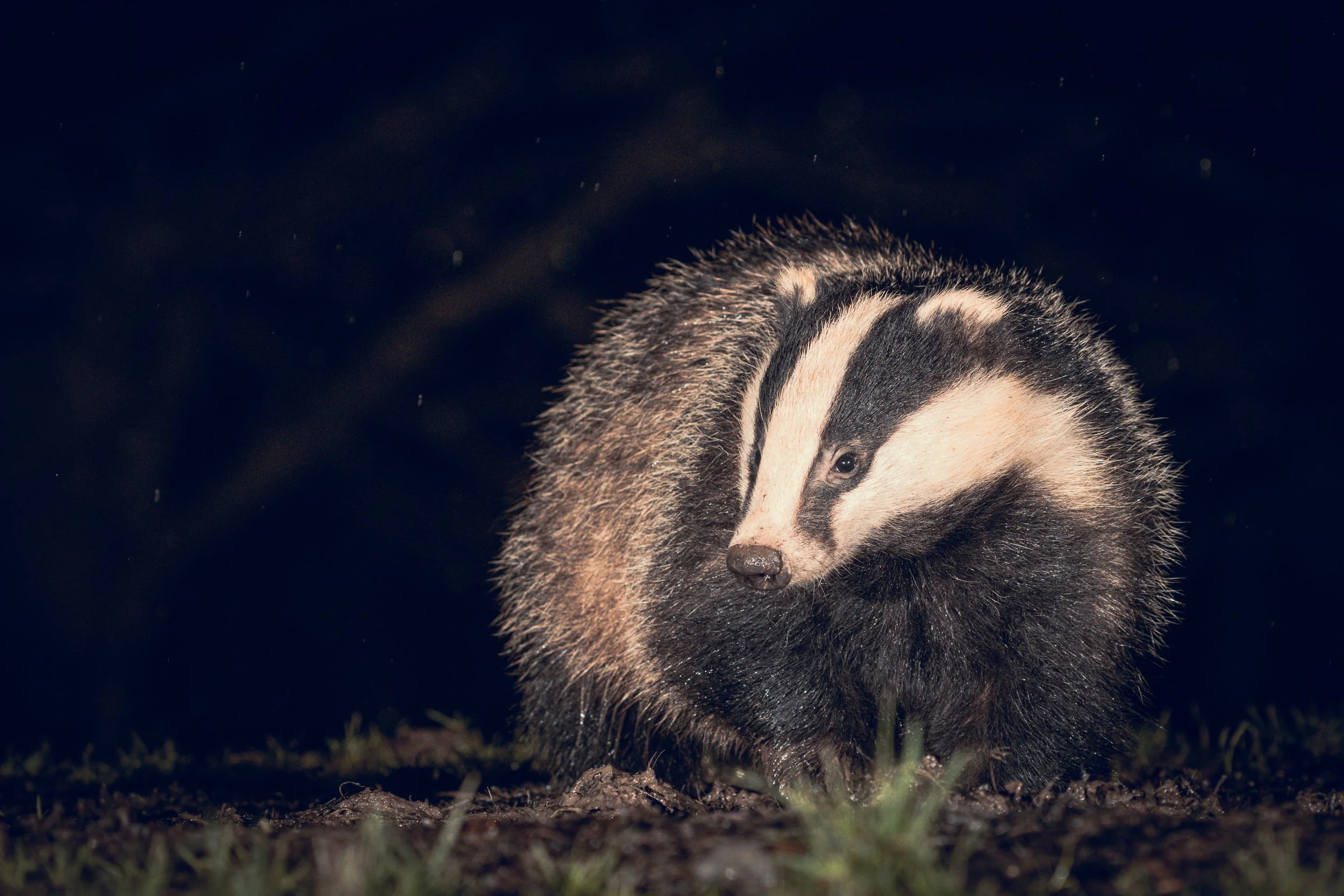 A close-up of a sleepy or resting opossum with a pointed nose, black eyes, and coarse fur, standing on the ground during nighttime.