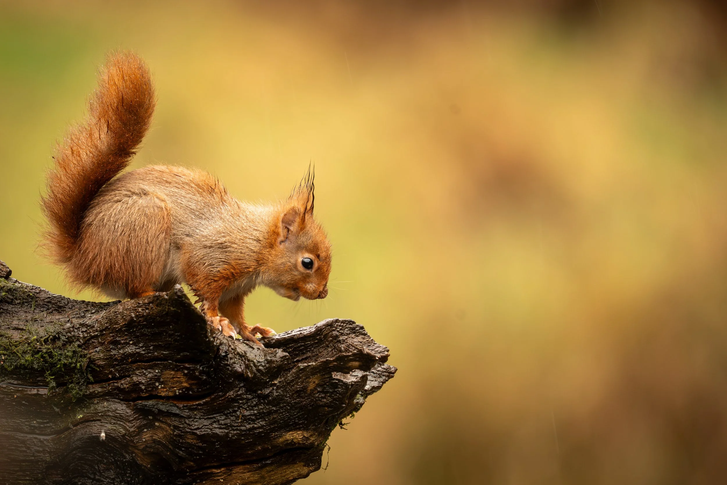 A squirrel with reddish-brown fur on a tree branch.