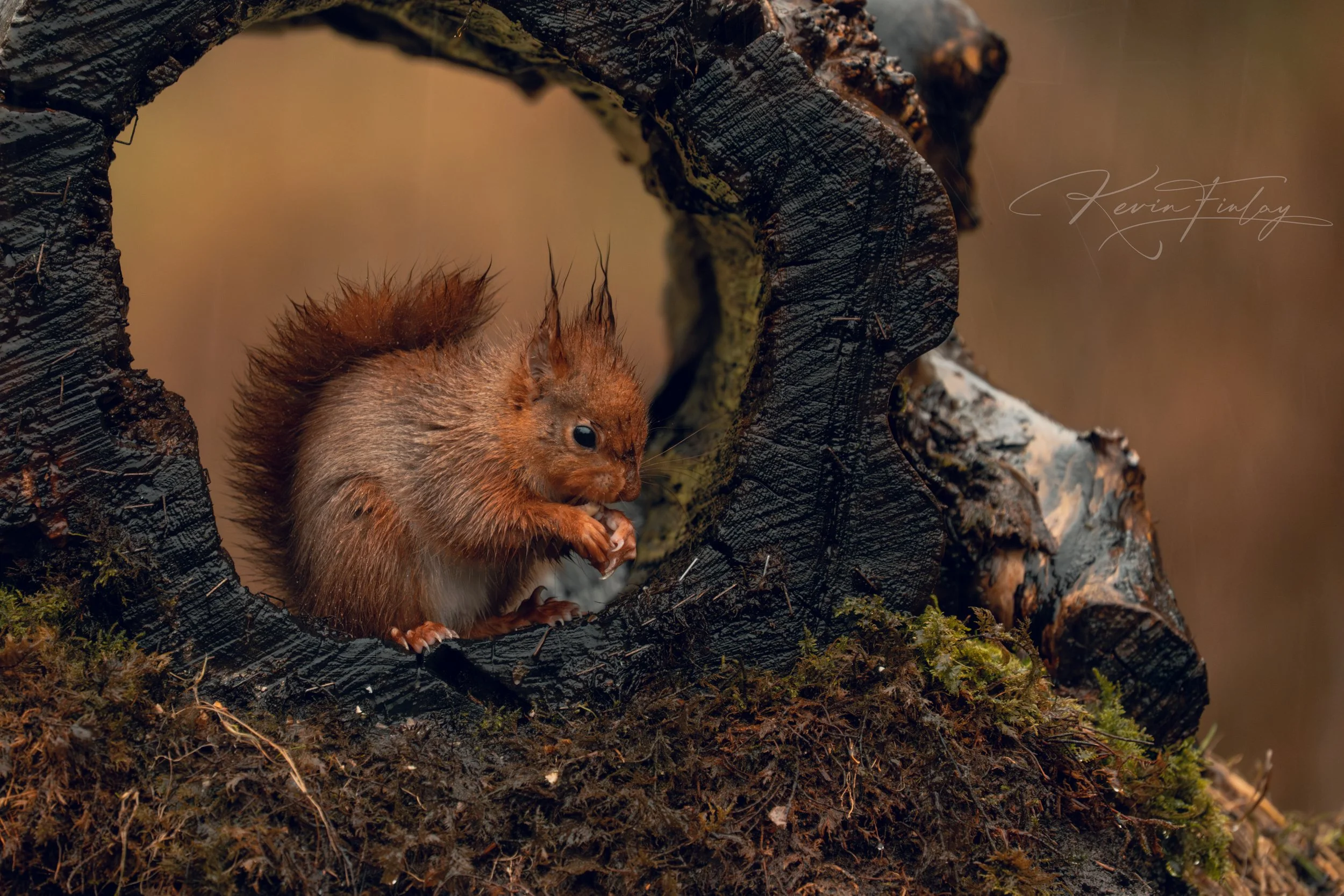 A small, furry squirrel with reddish-brown fur sitting on mossy ground inside a dark hollowed tree trunk with bark and moss.