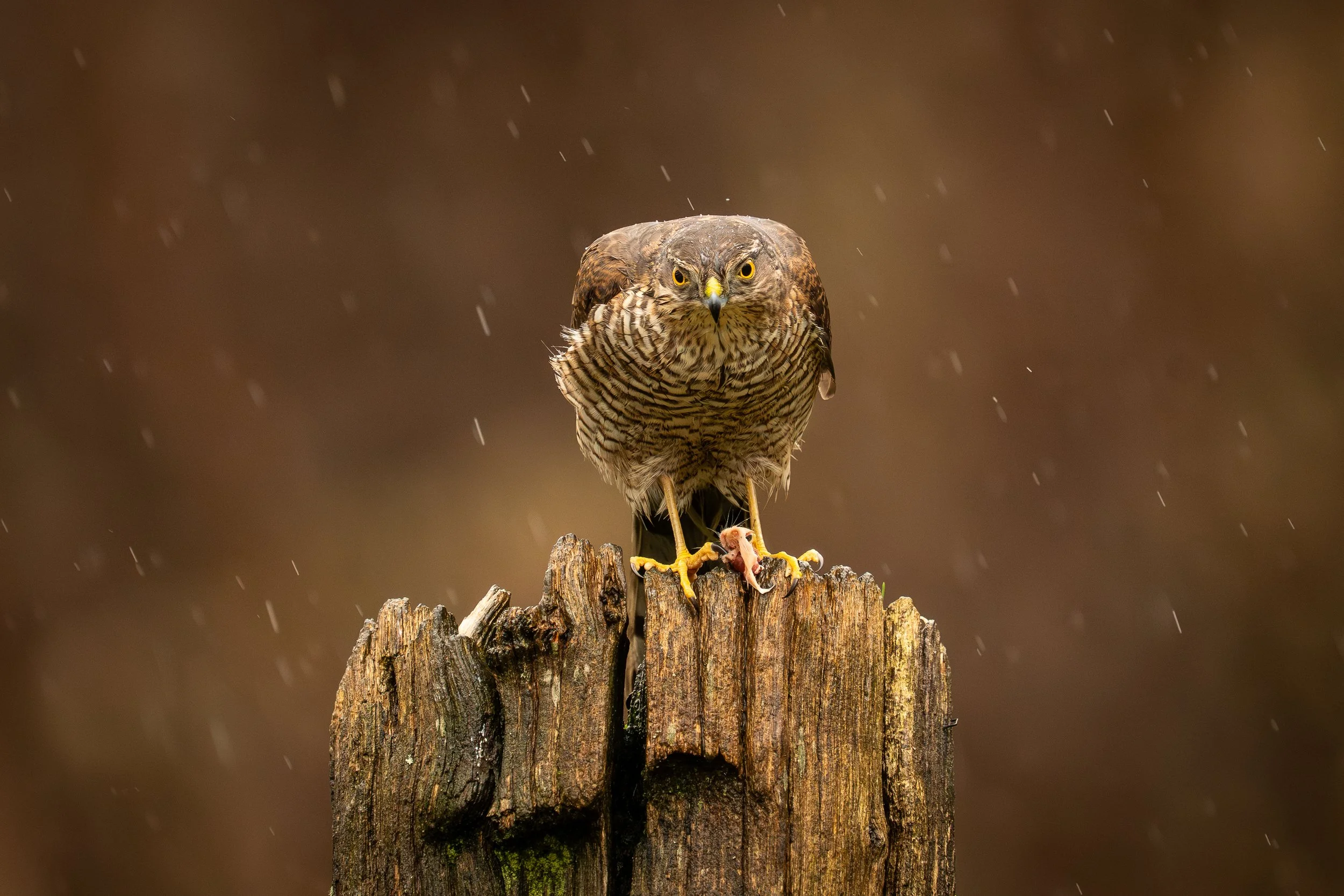 A bird of prey, likely a hawk or falcon, perched on a weathered tree stump during rain. The bird has piercing yellow eyes, brown and beige striped plumage, and is holding a small prey in its talons.