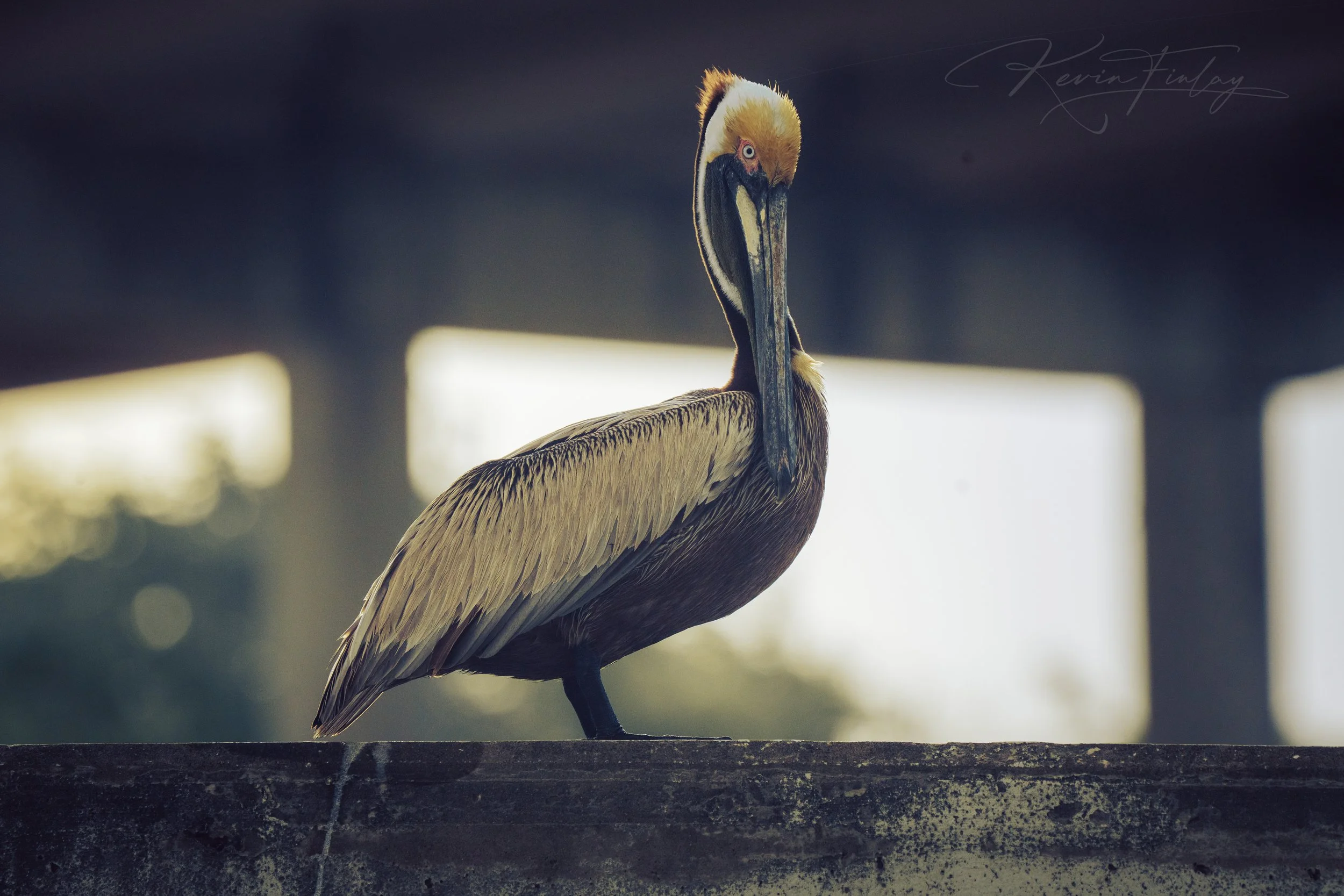 A close-up photograph of a pelican standing on a ledge with a blurred background and a signature in the upper right corner.