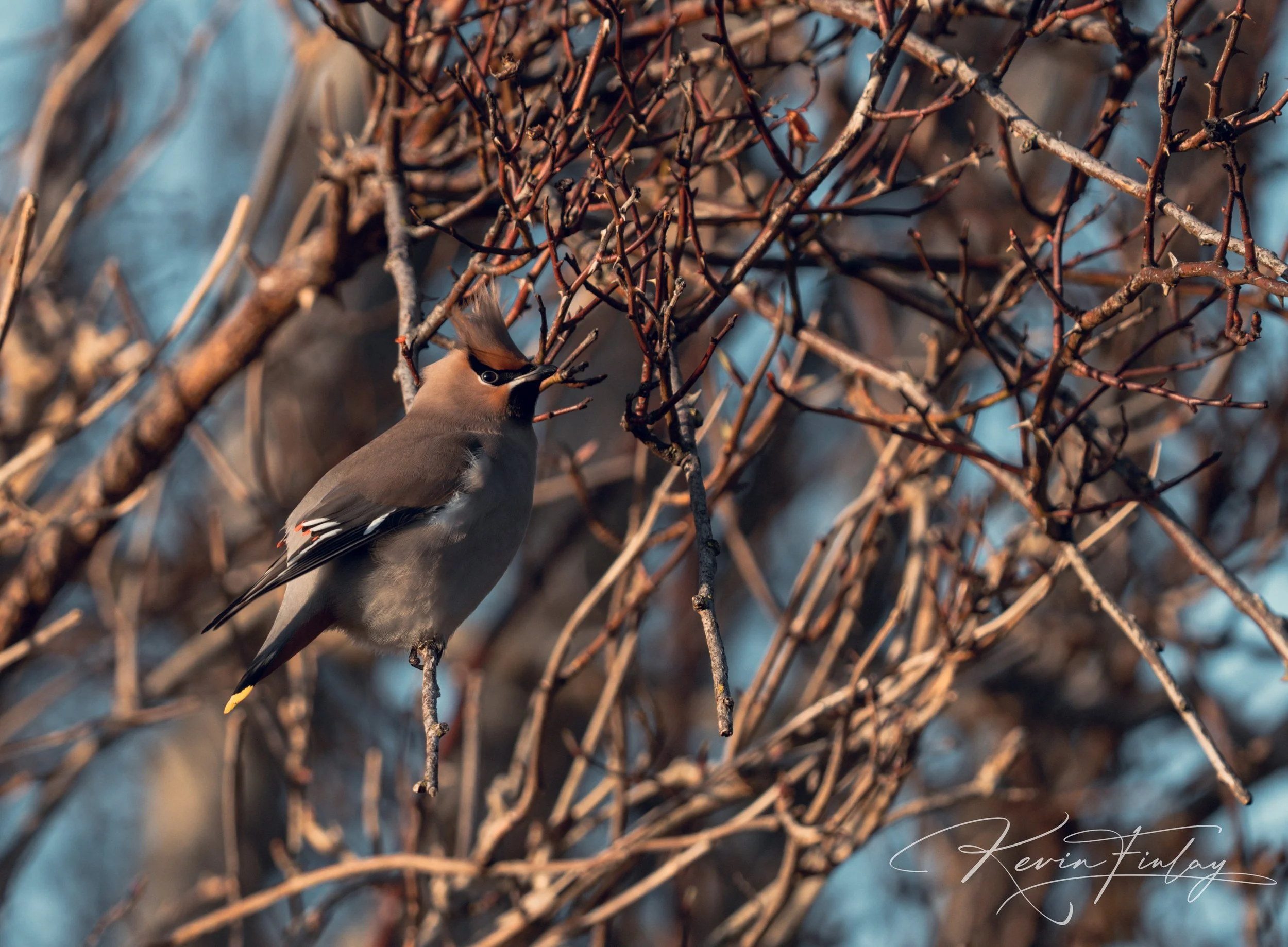 A bird perched on a tangled branch with a blurred background of branches and sky.