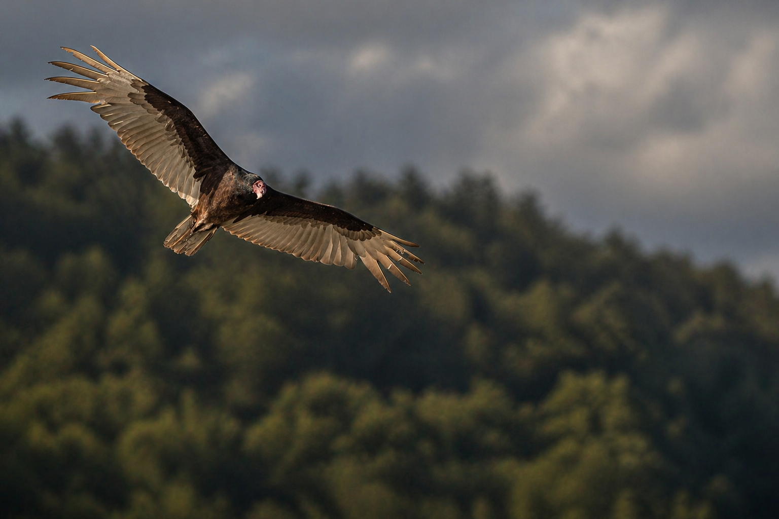 A vulture soaring in the sky with a background of trees and a cloudy sky.