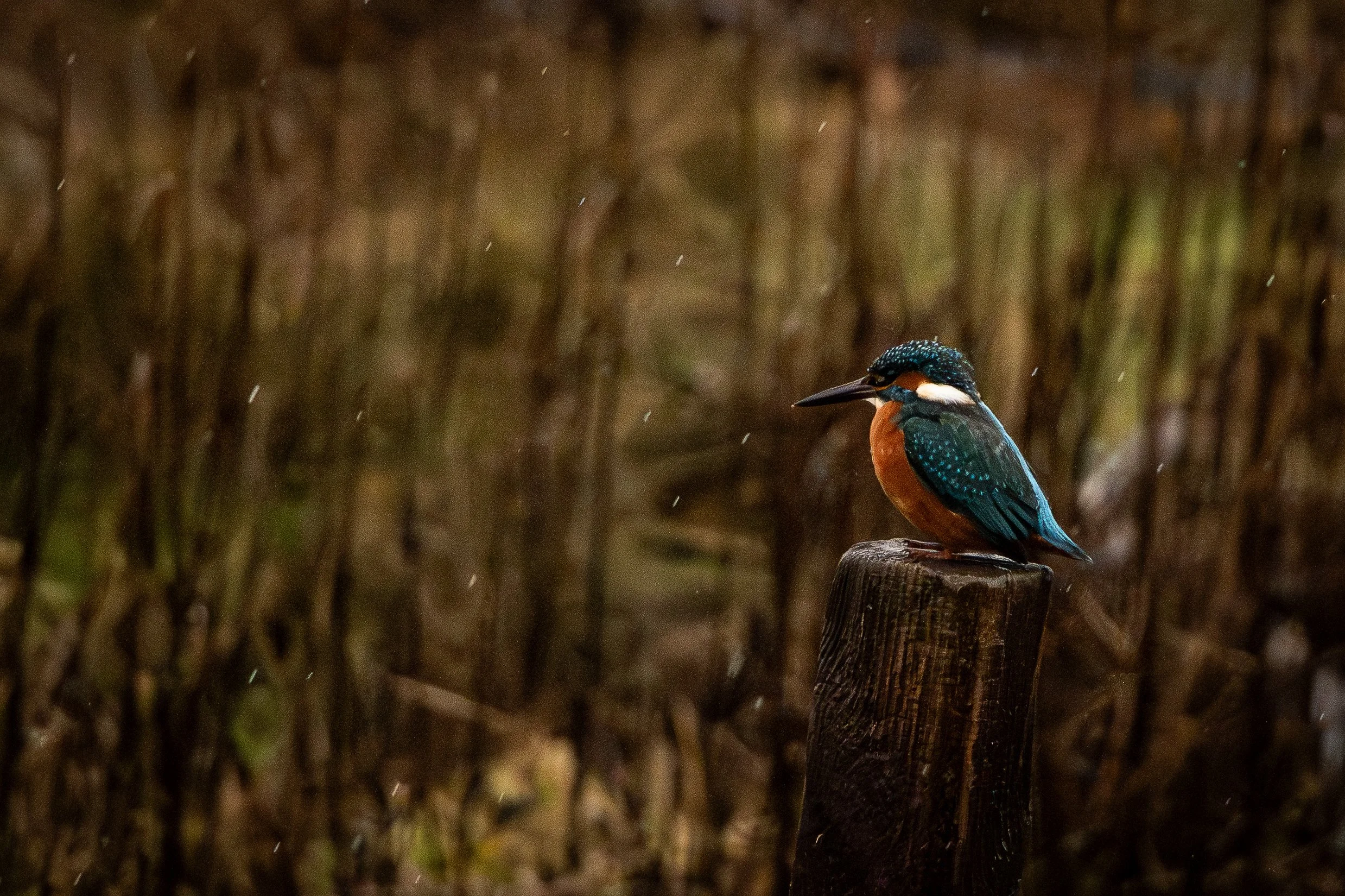 A kingfisher bird with bright blue and orange feathers perched on a wooden post in a rainy setting.