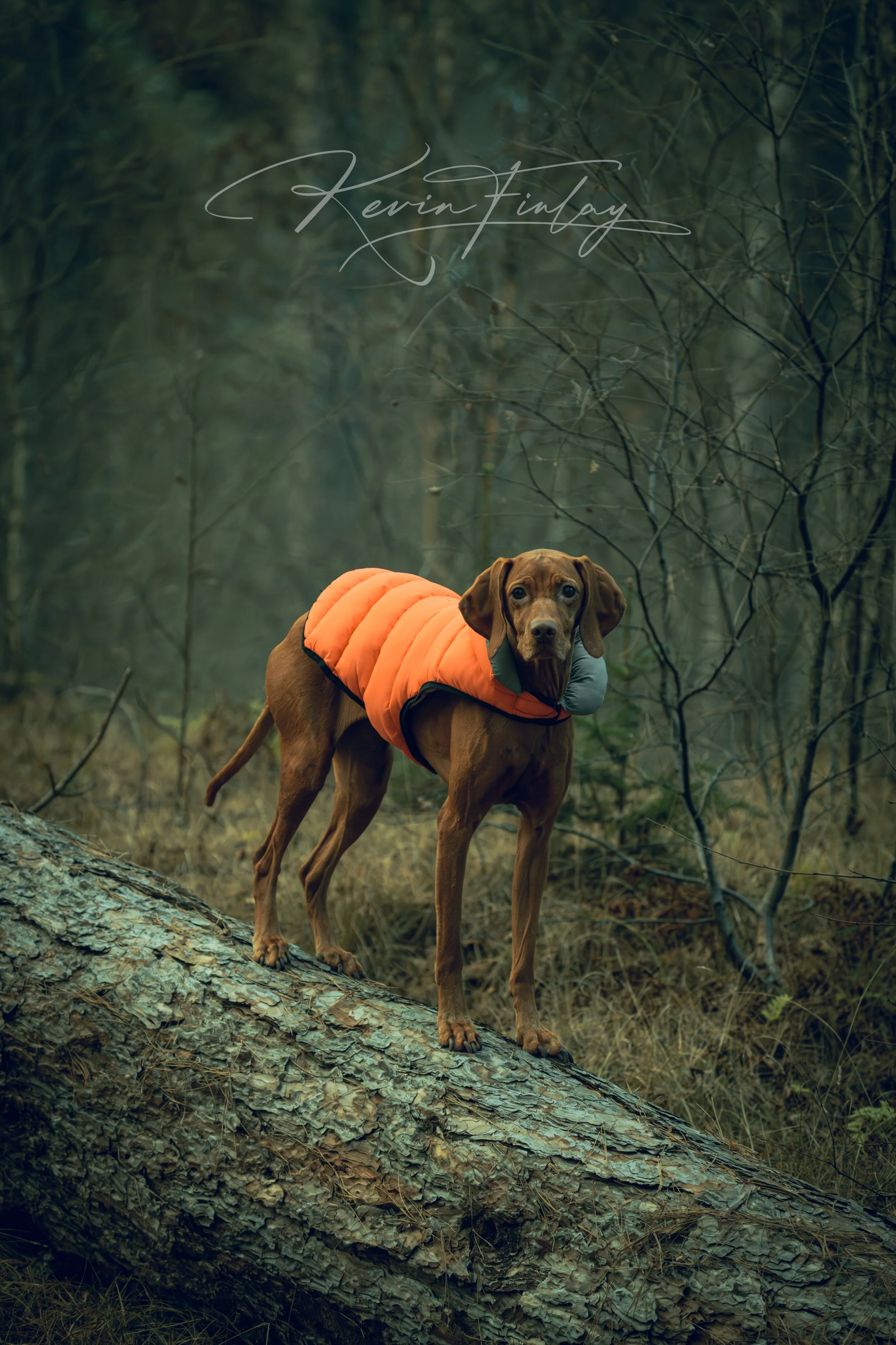 A dog wearing an orange jacket walking on a fallen tree log in a wooded area with bare branches surrounding it.