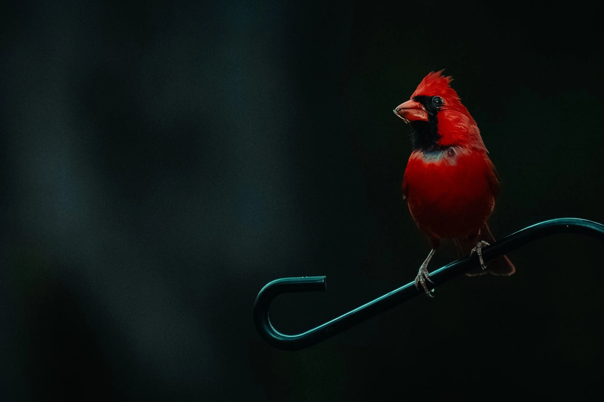 A bright red cardinal bird perched on a curved metal wire against a dark background.