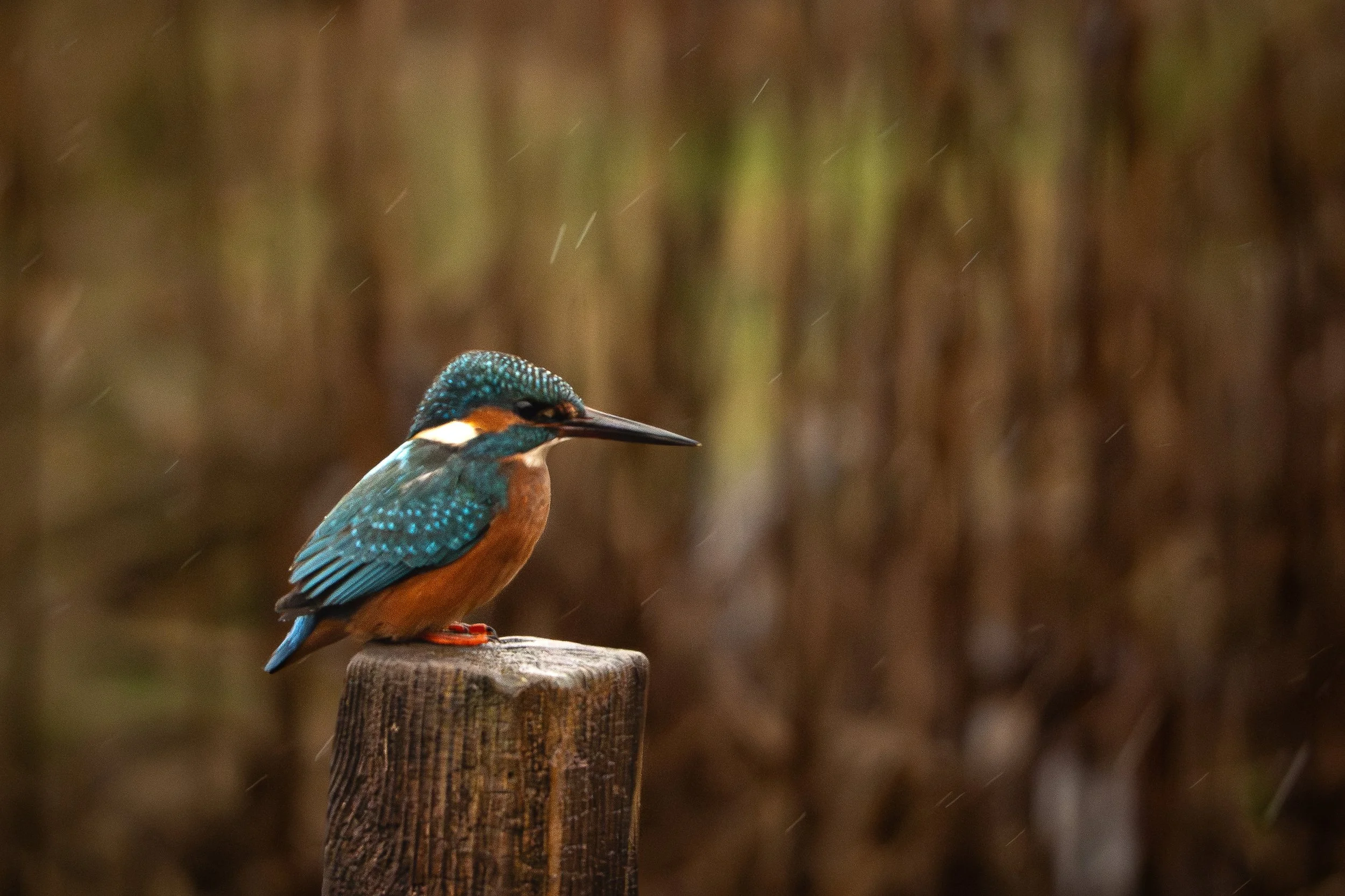 A kingfisher bird perched on top of a wooden post with a blurred natural background.