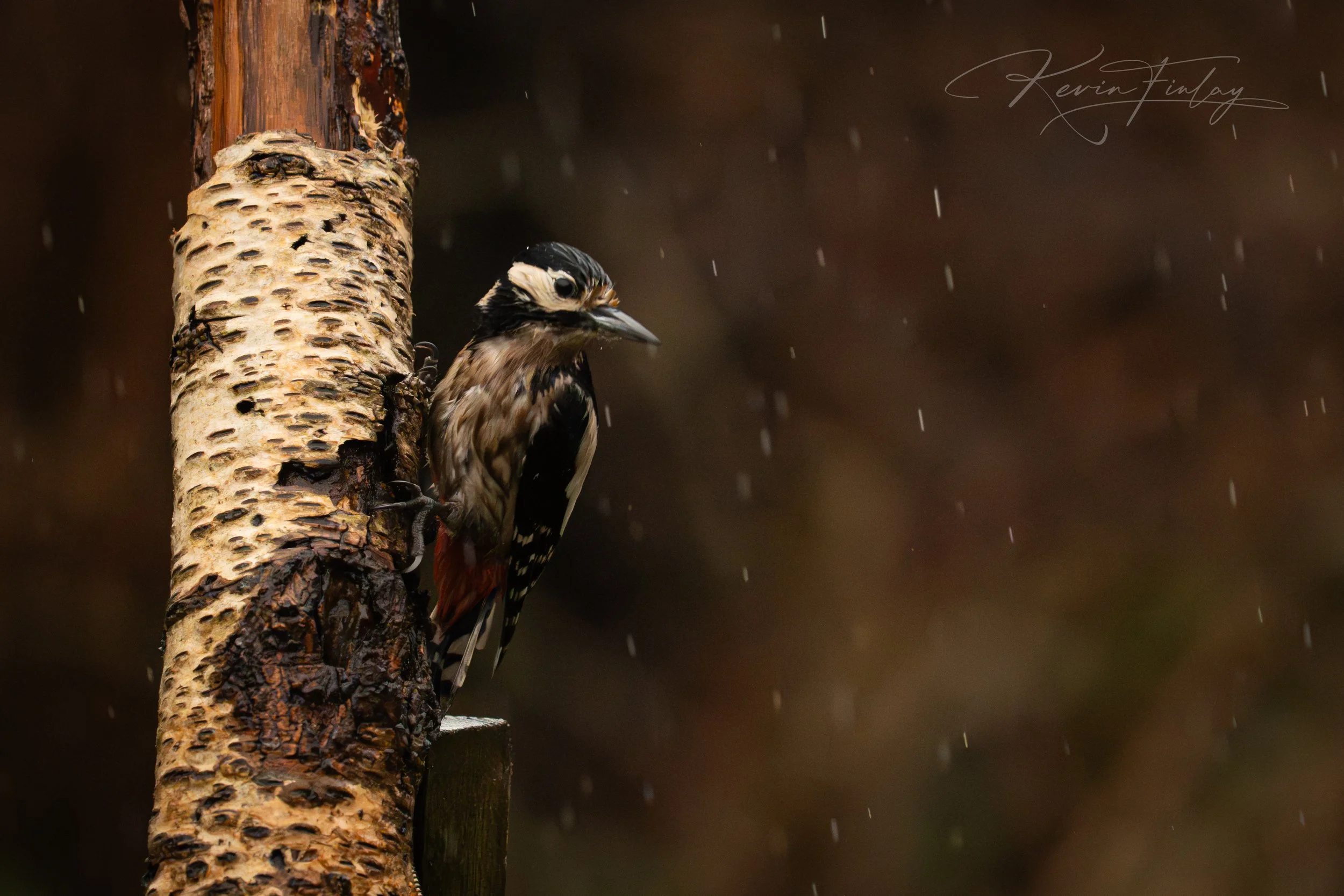 A bird perched on a tree trunk during rain with dark background and raindrops falling.