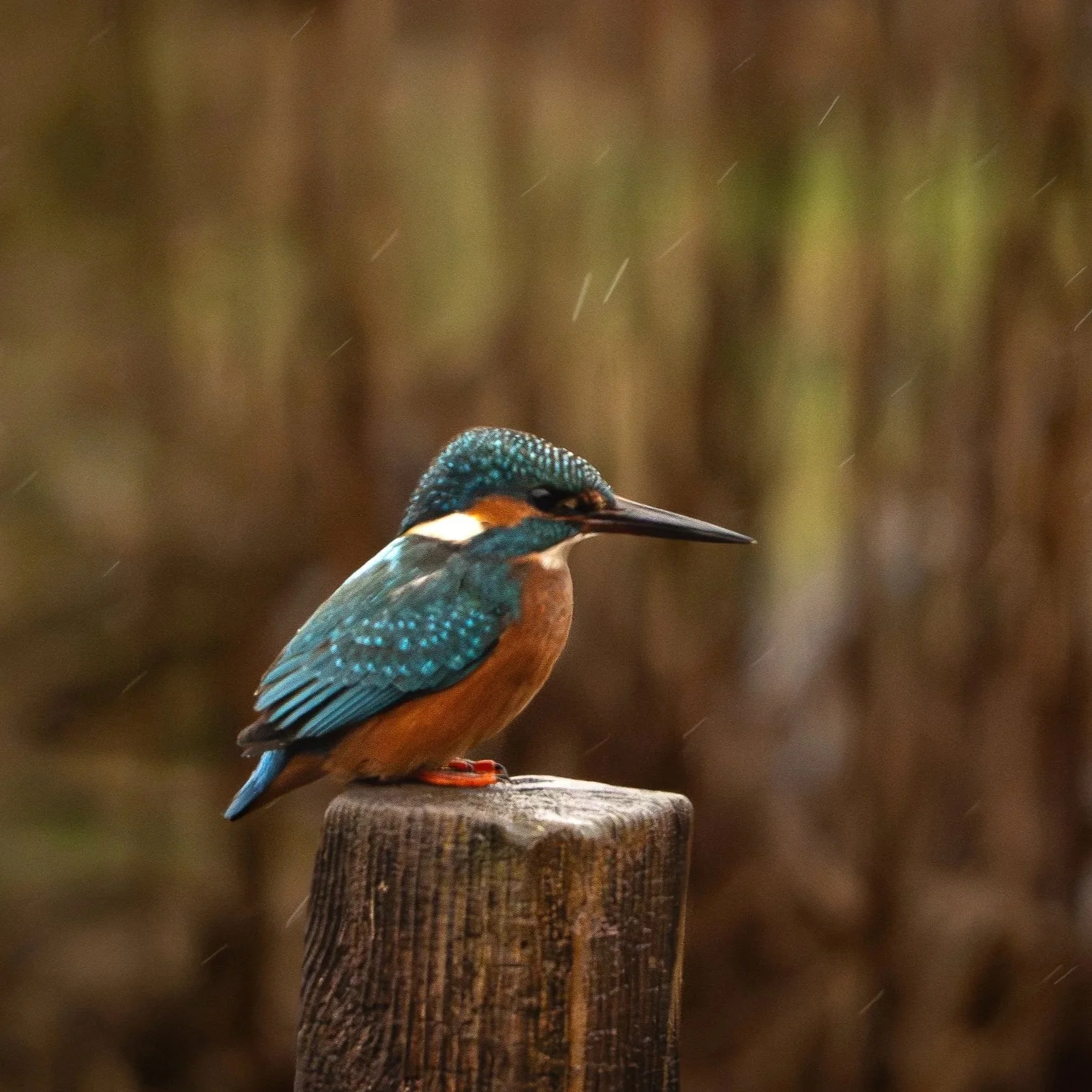 Close-up of a kingfisher bird perched on a wooden post, with a blurred natural background.