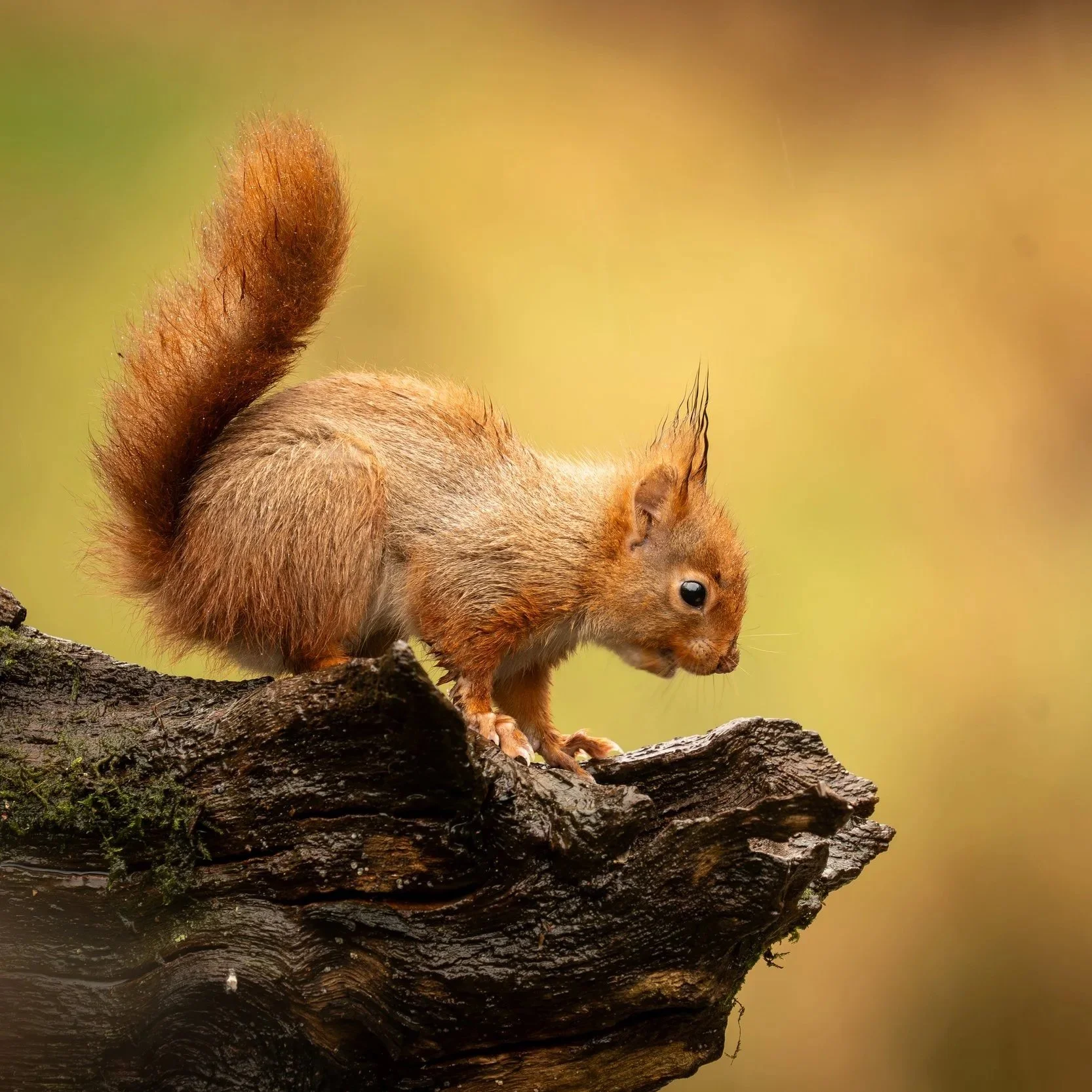 A small squirrel with reddish-brown fur standing on a rough, dark tree branch, leaning forward with its tail curled upward, set against a blurred yellow background.