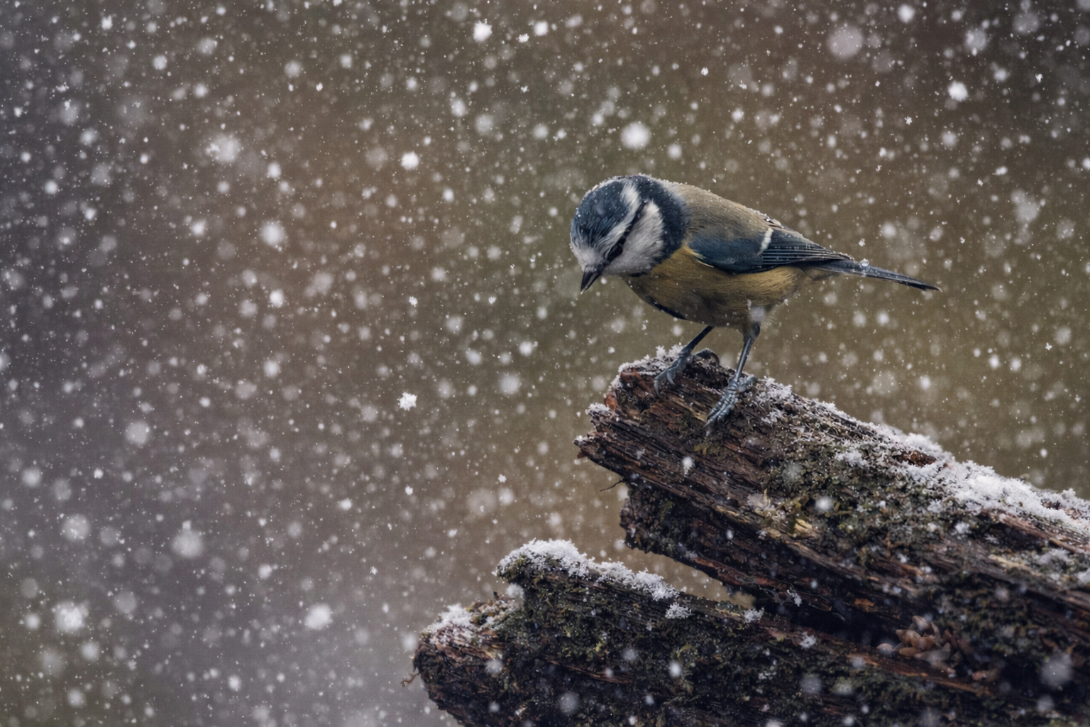 A small bird perched on a snow-covered piece of wood during snowfall.