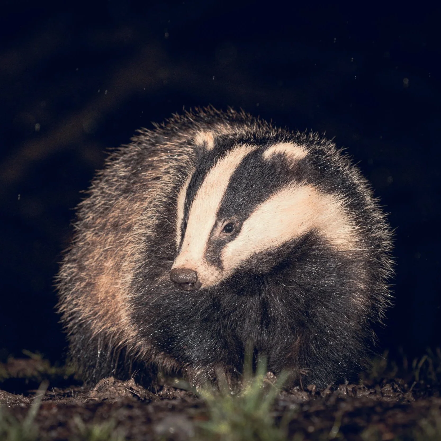 A close-up photo of a curious baby hedgehog with tiny eyes and soft spines, on a dirt ground at night.