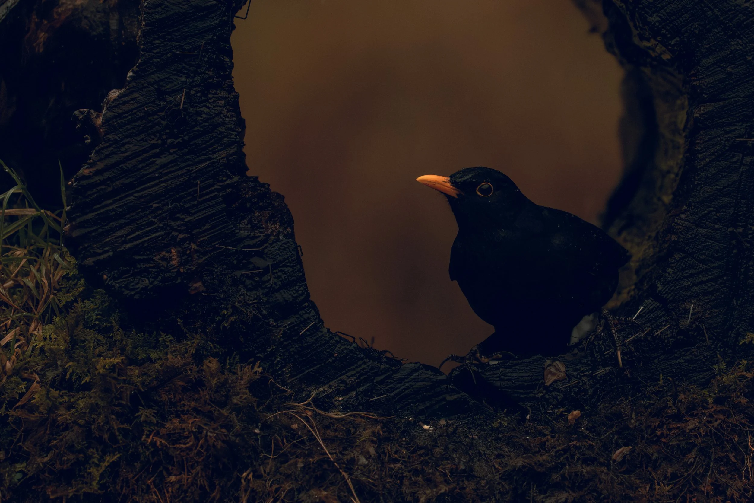 A black bird with an orange beak sitting on a tree branch surrounded by moss and greenery.