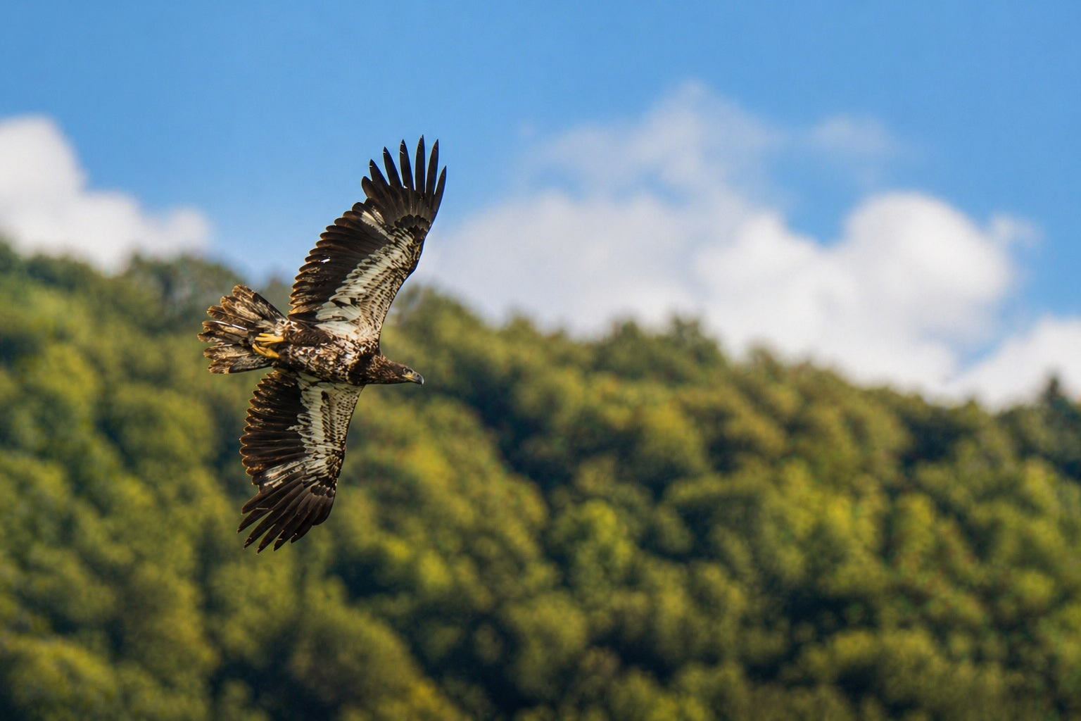A bird of prey flying in the sky with a background of clouds and green trees.