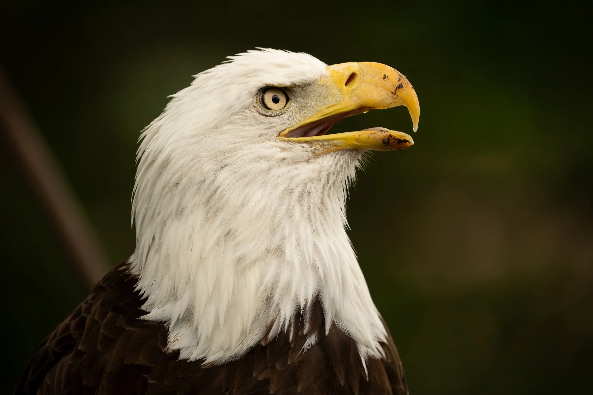 Close-up of a Bald Eagle's head with its beak open, against a blurred dark green background.