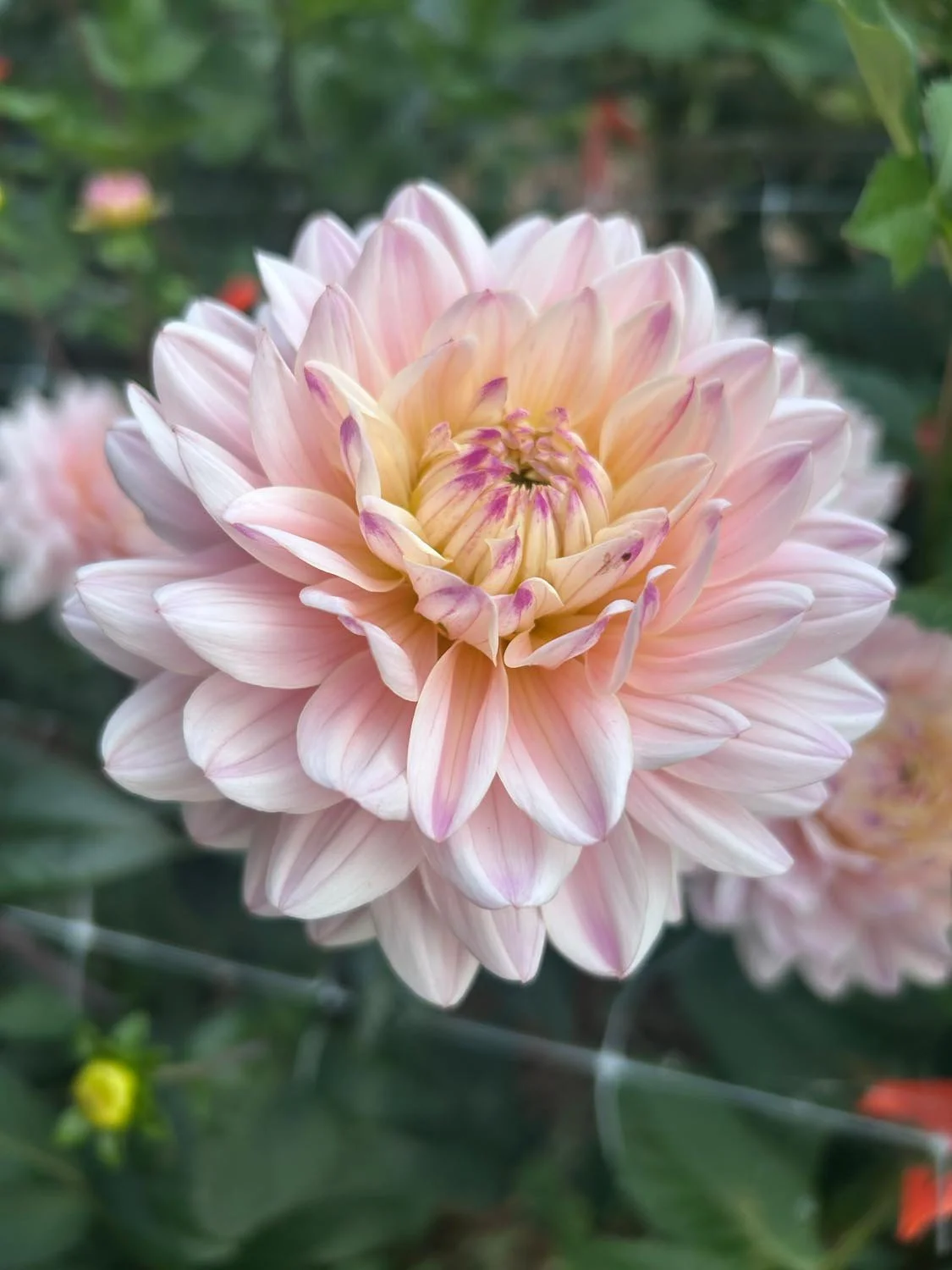 Diana’s Memory Dahlia Tuber