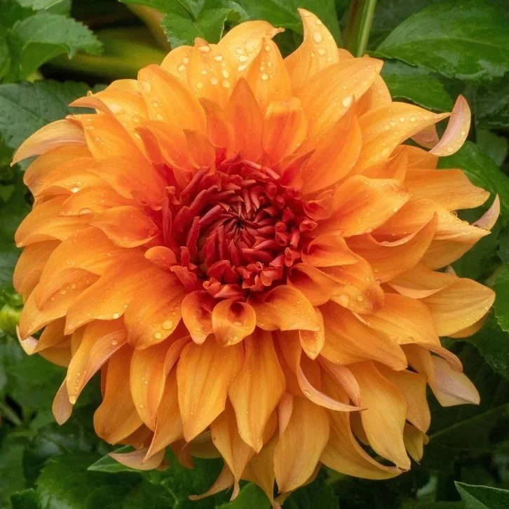 Great Hercules Dahlia Tuber
