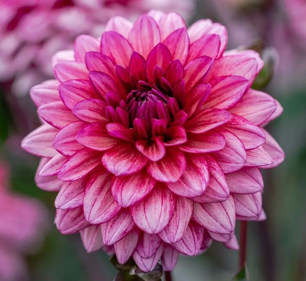 Molly Raven Dahlia Tuber
