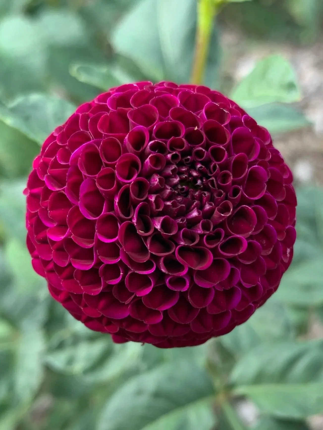 Rococo Dahlia Tuber