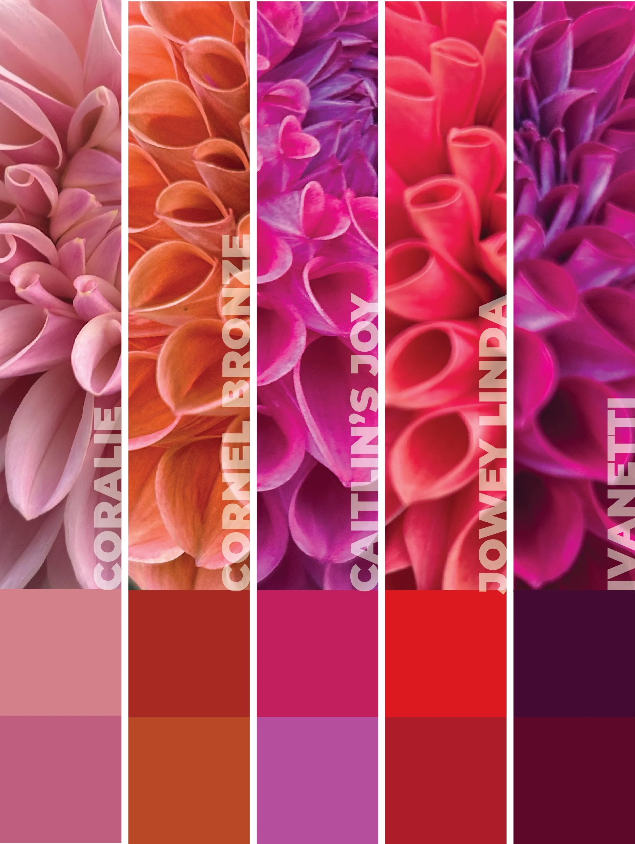 Piako Botanicals Cut Flower Collection