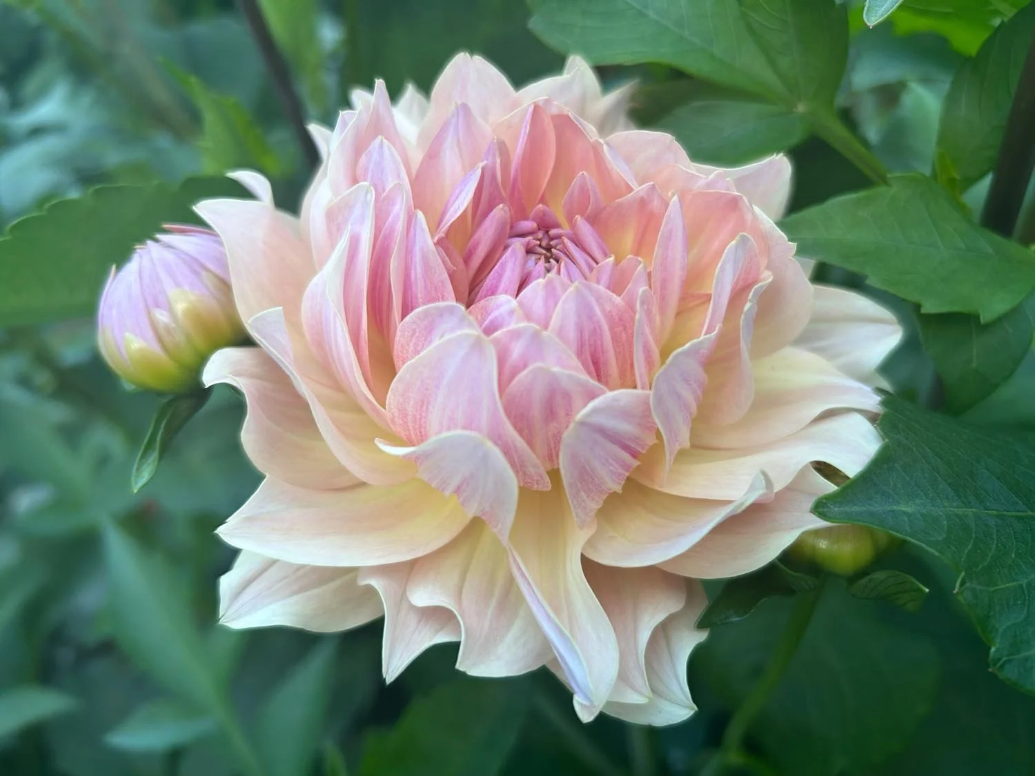 Joel’s Favourite Dahlia Tuber