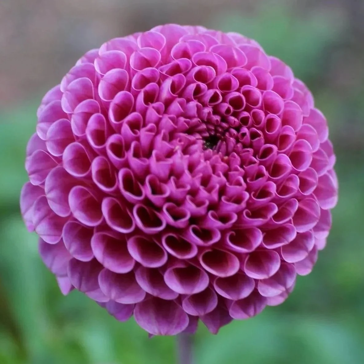 Kokopuff Dahlia Tuber