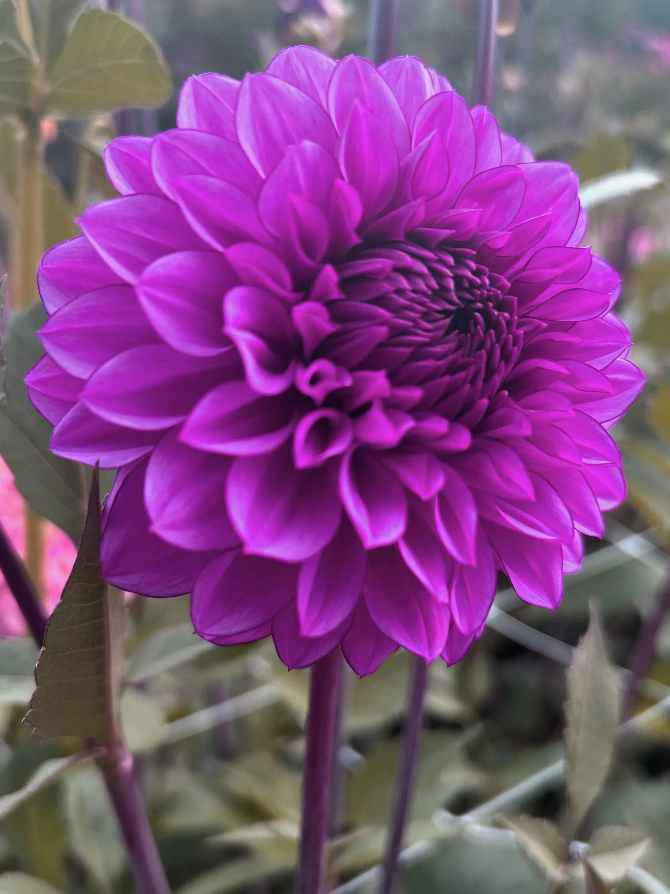 Piako Botanicals - Purple Reign Dahlia Tuber