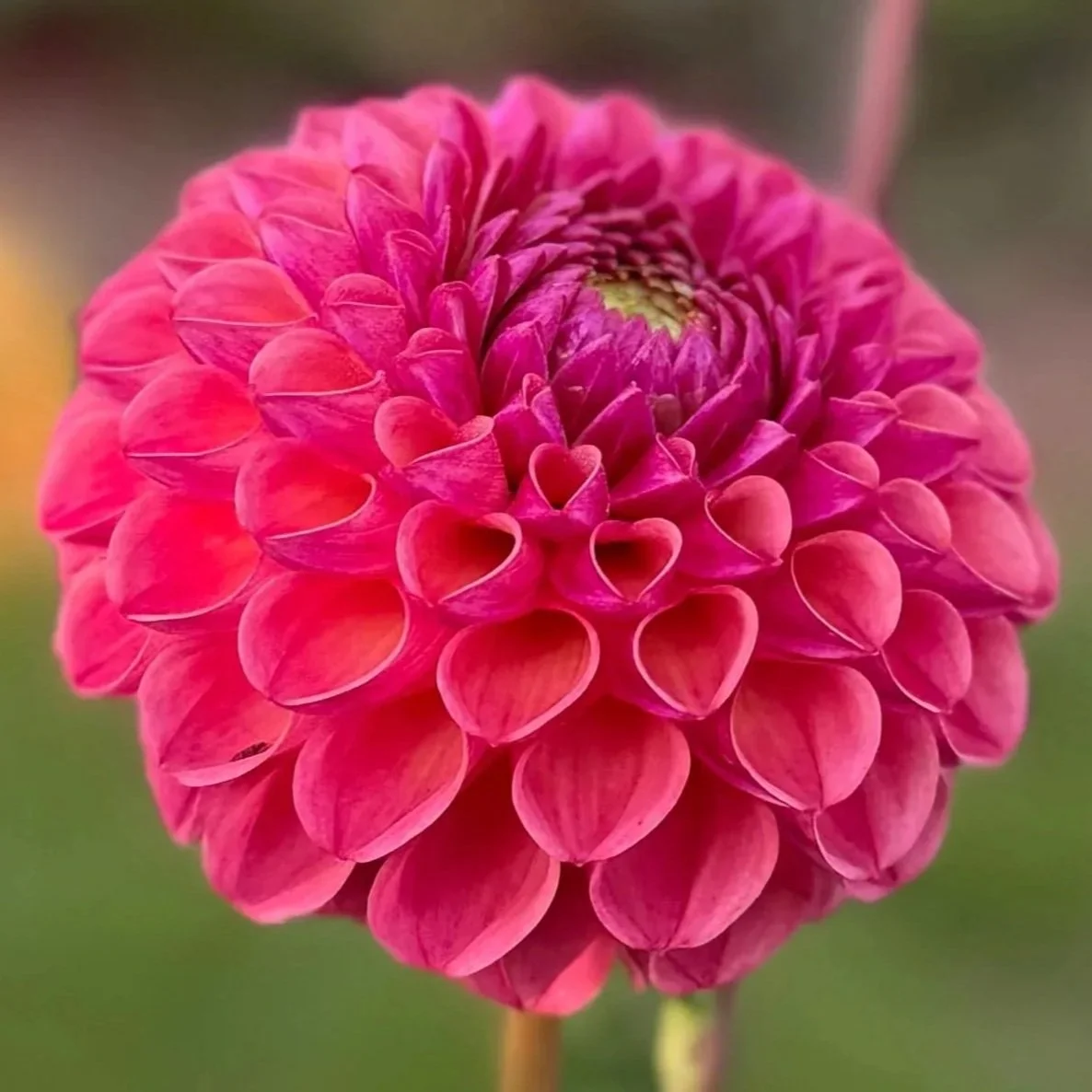 Hapet Coppery Dahlia Tuber