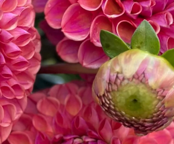 Close-up of a pink hydrangea flower with a green and pink bud in the foreground.