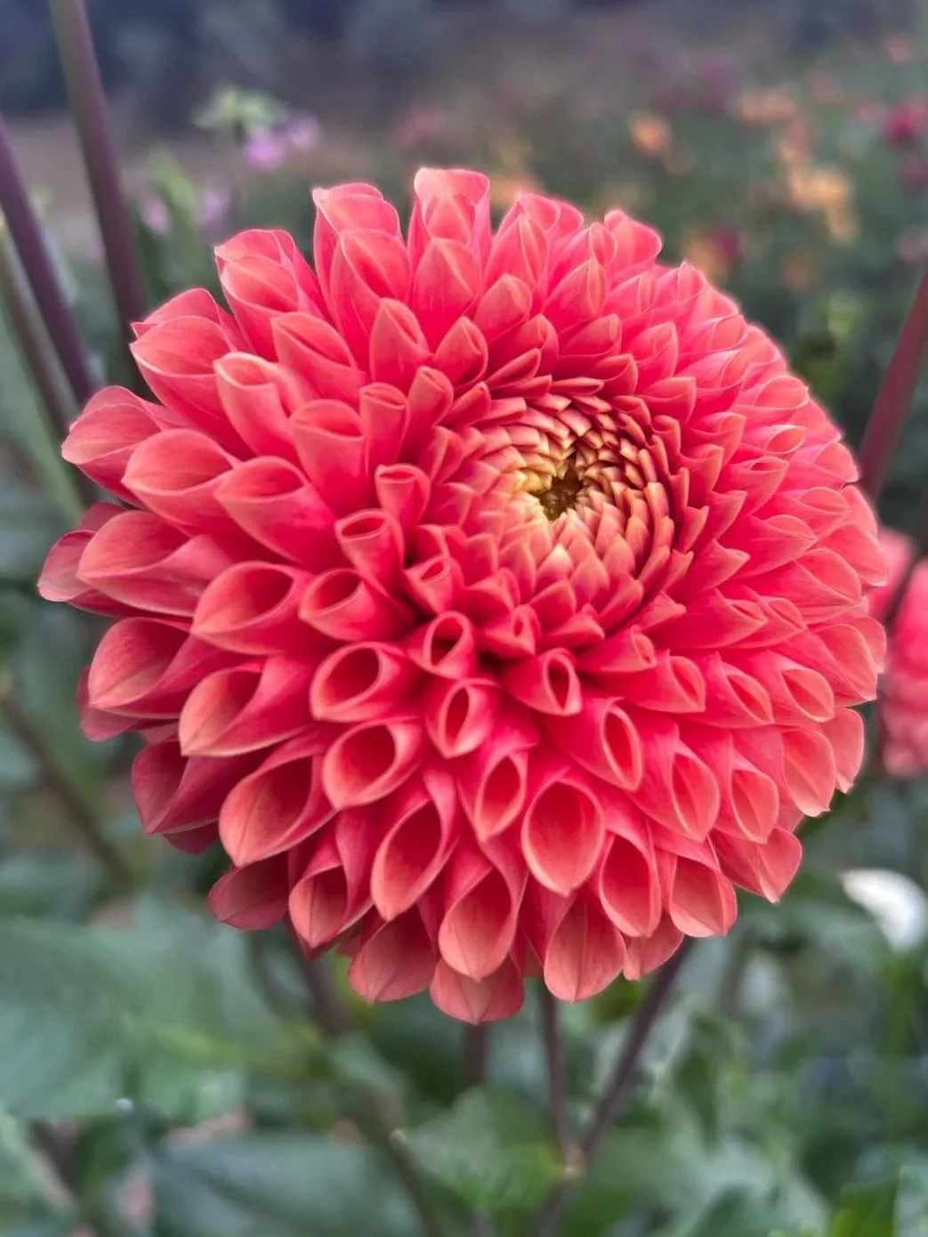 Paiko+Botanicals+Dahlia+Tuber+-+Jowey+Linda+%2415.jpg