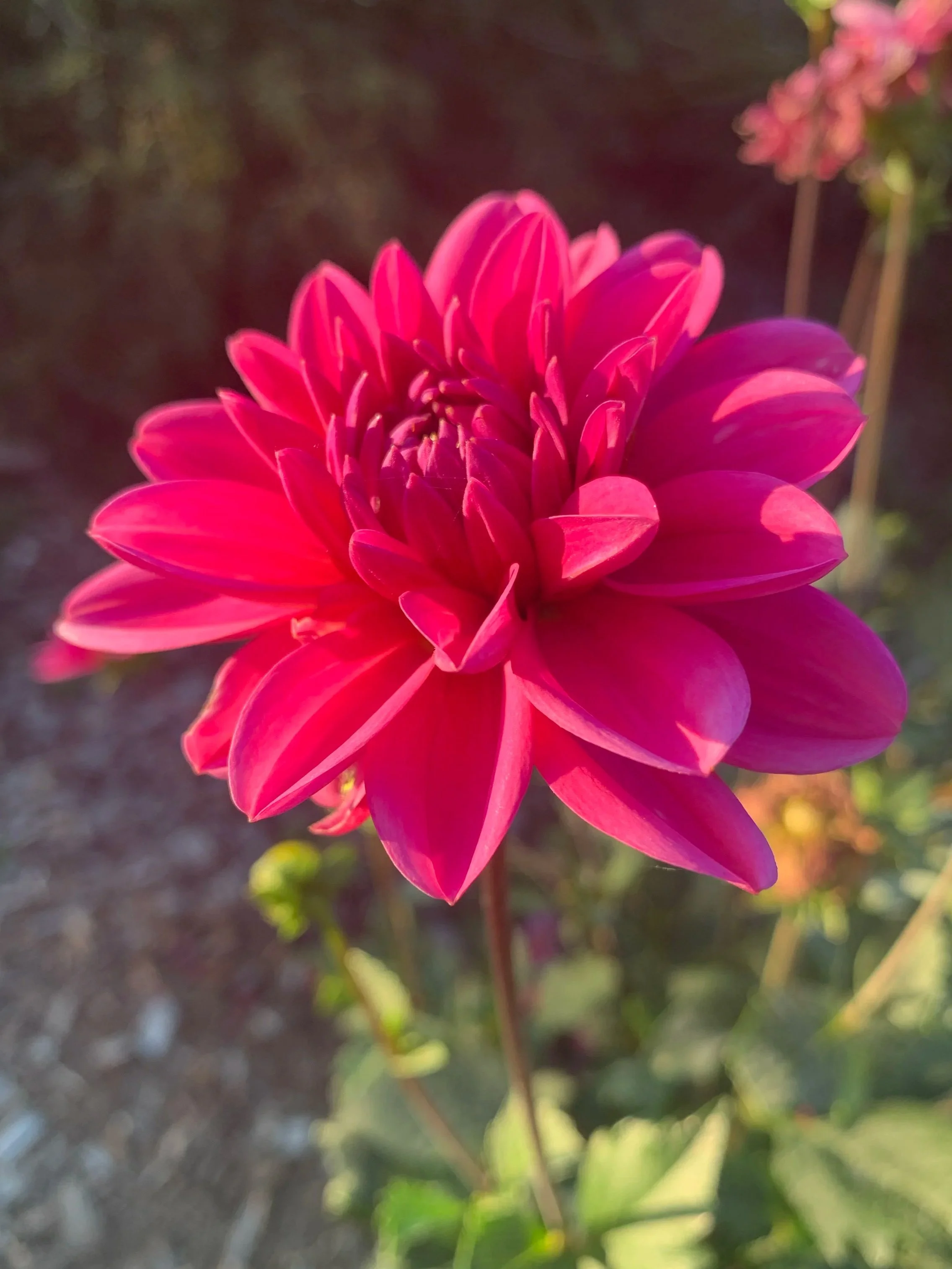 Wista Dahlia Tuber