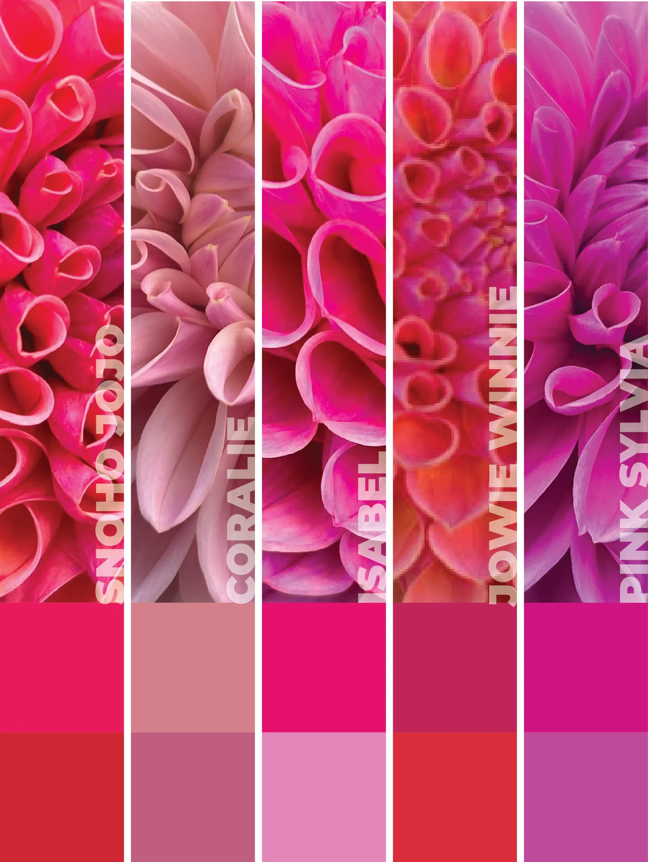 Piako Botanicals Florist Favourites Collection