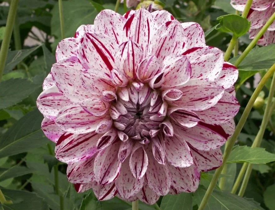 Prince Valiant Dahlia Tuber