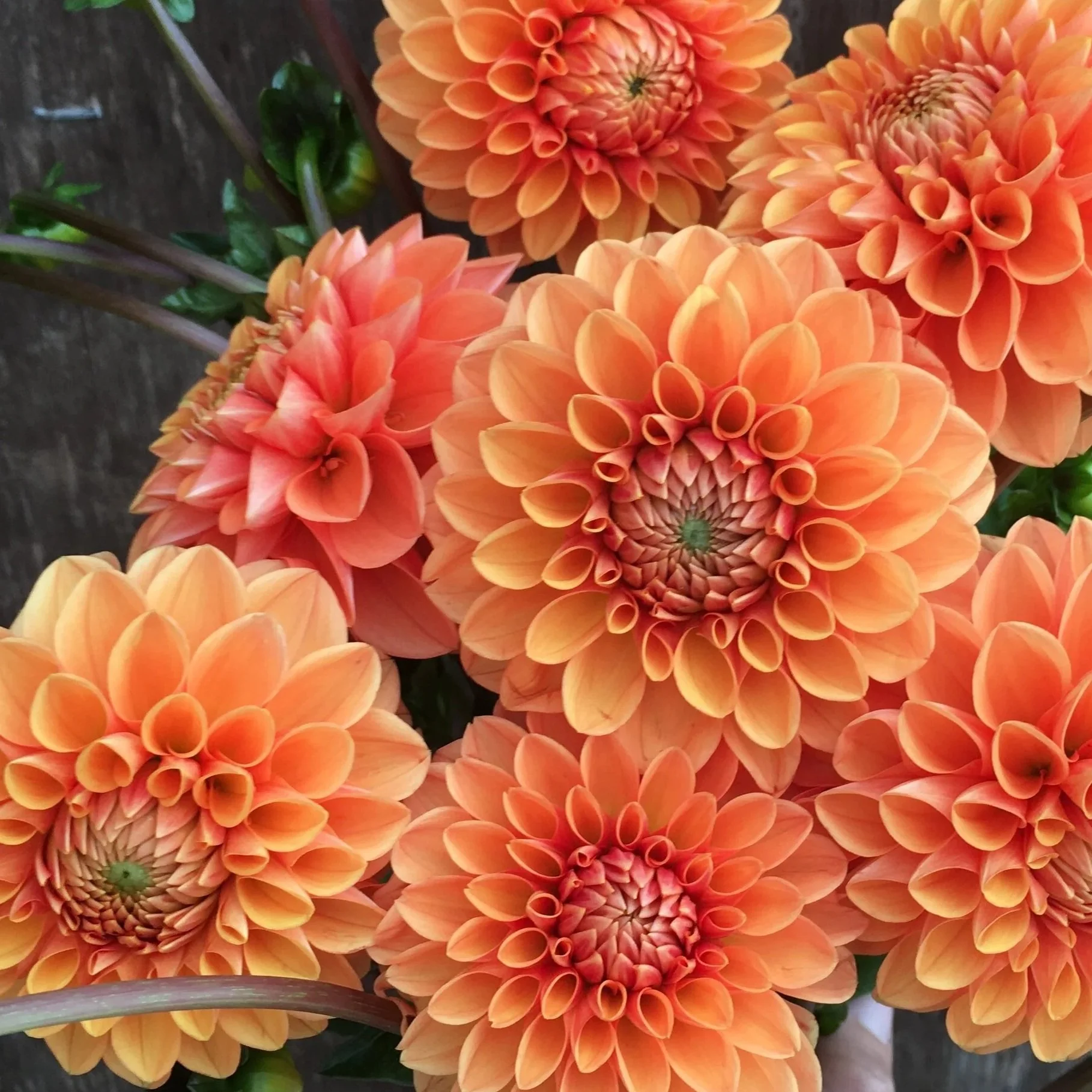 Sylvia Dahlia Tuber