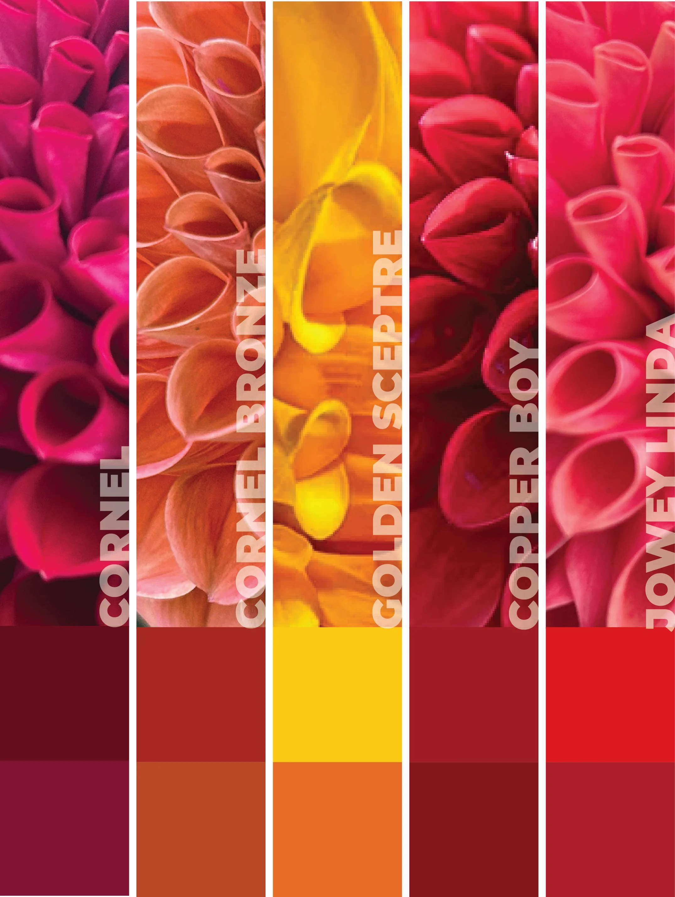 Piako Botanicals Hot Summer Collection